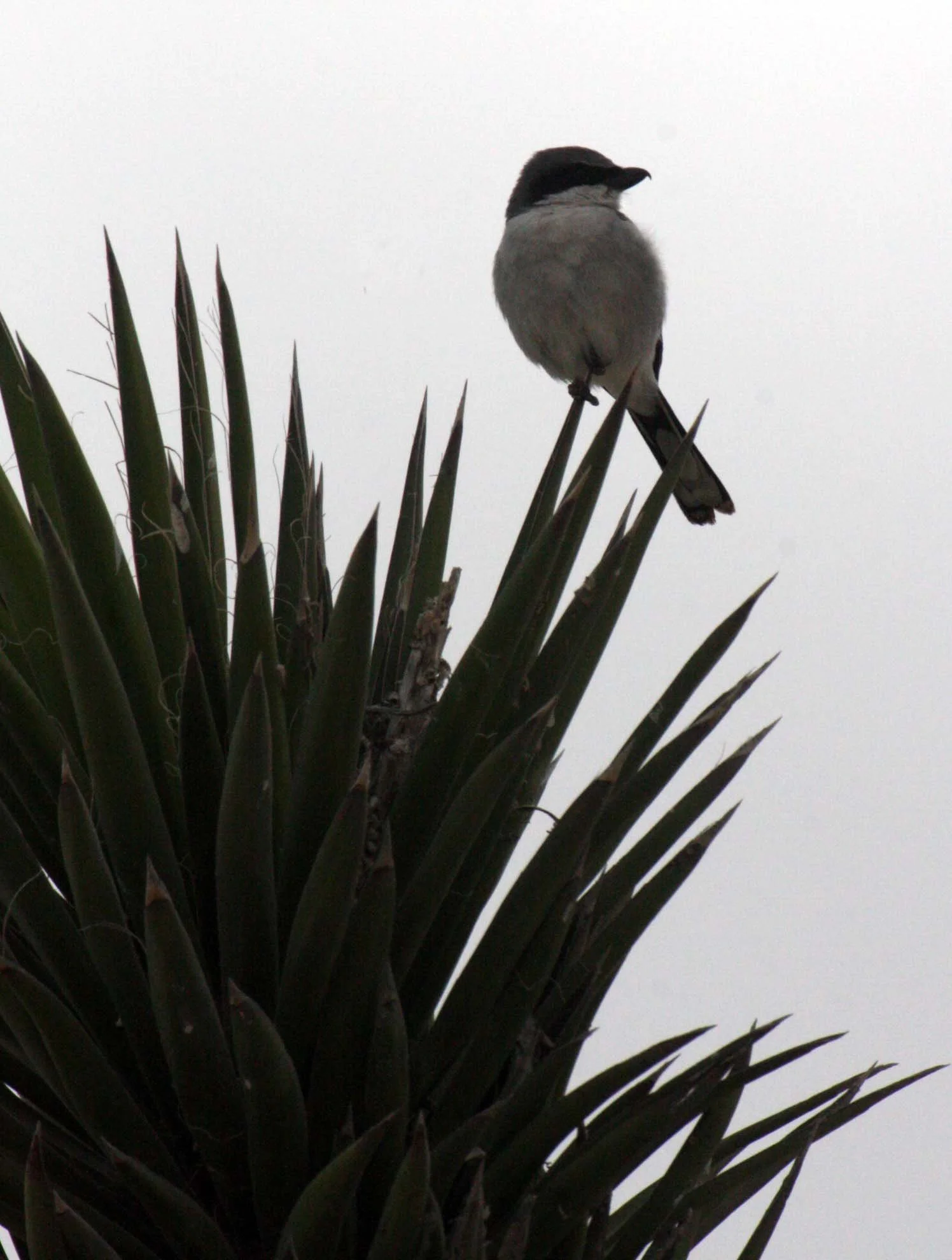 Loggerhead Shrike (Lanius ludovicianus) San Ignacio Lagoon Baja Mexico (5).JPG