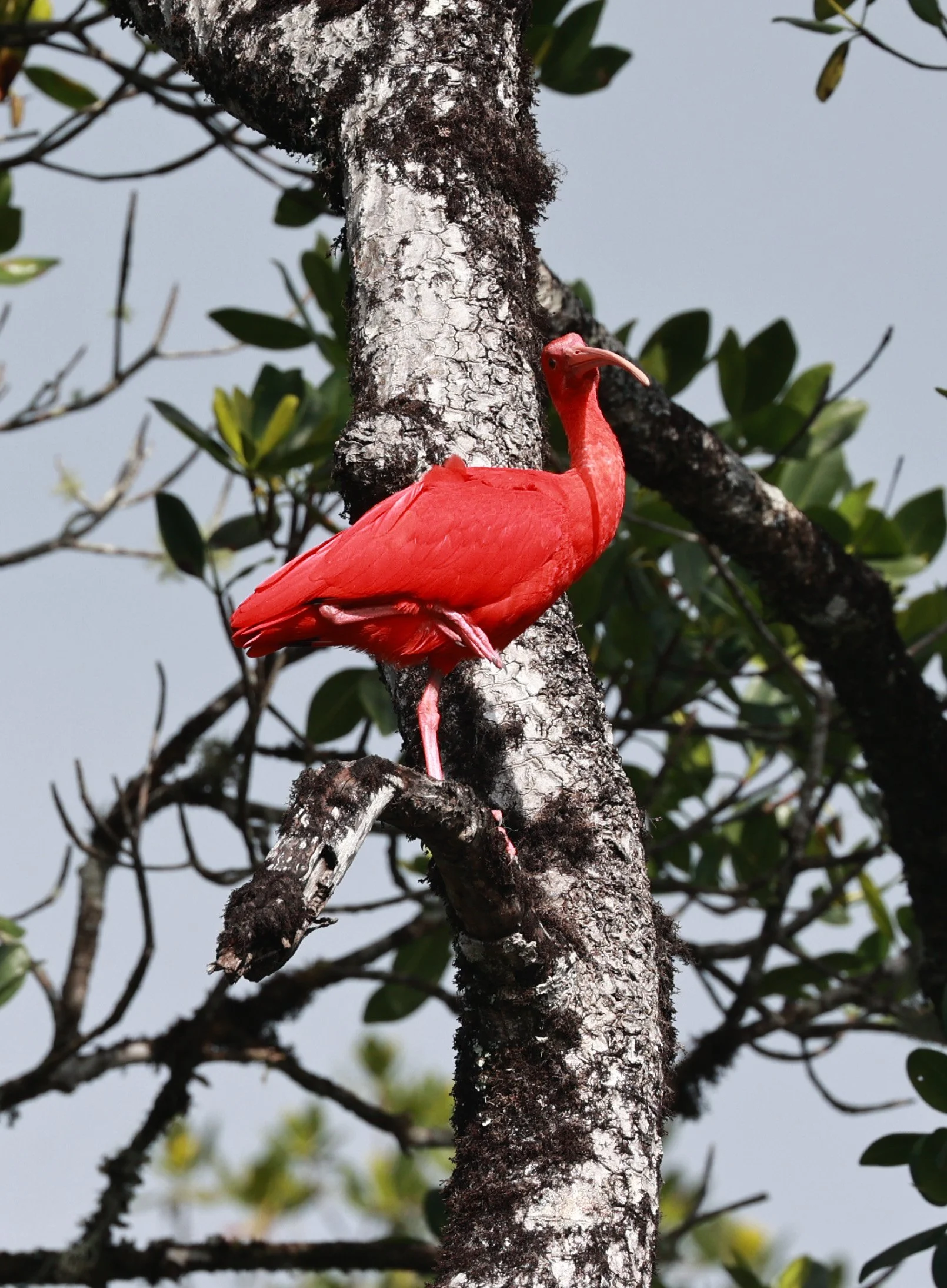 Scarlet Ibis (Eudocimus ruber) Superagüi National Park, Brazil (29).jpg