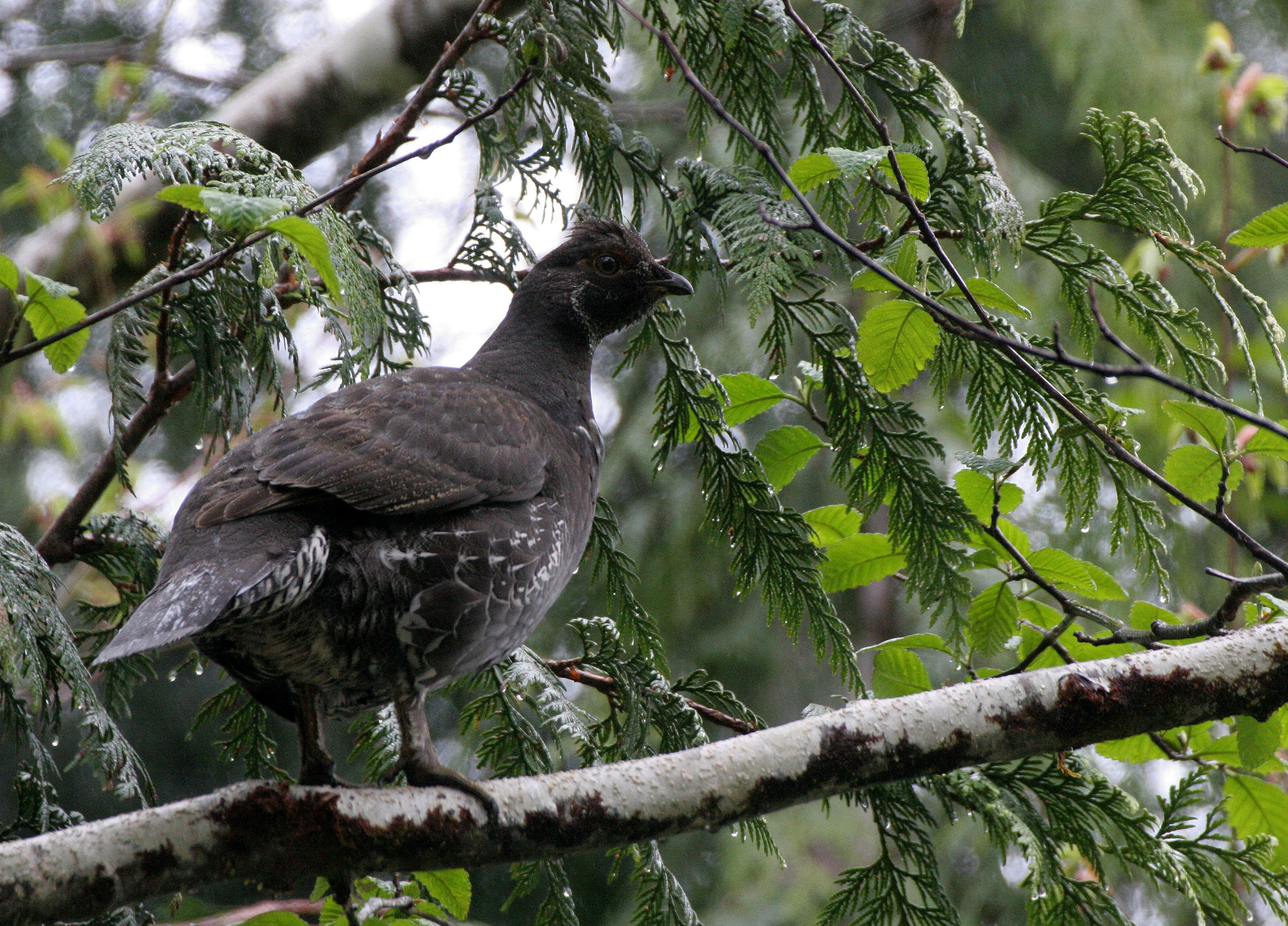 GROUSE - SOOTY (BLUE) GROUSE - Dendragapus fuliginosus - DUNCAN CEDAR TREE ROAD - HOH RIVER VALLEY WA  (56).JPG