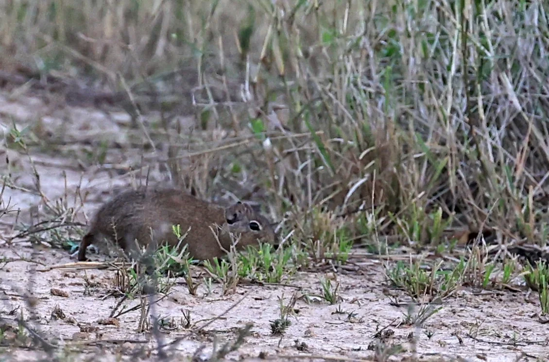 Lowland Yellow-Toothed Cavy (Galea leucoblephara) Hotel Campestre Iparoma Paraguay  (15).jpg