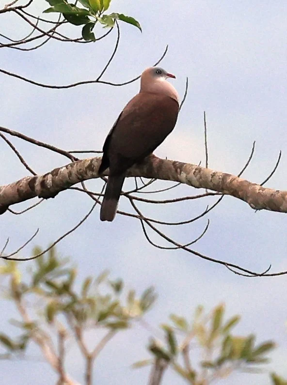 Mountain Imperial Pigeon (Ducula badia) Khao Yai National Park Feb 2026 Day 2 (26).jpg