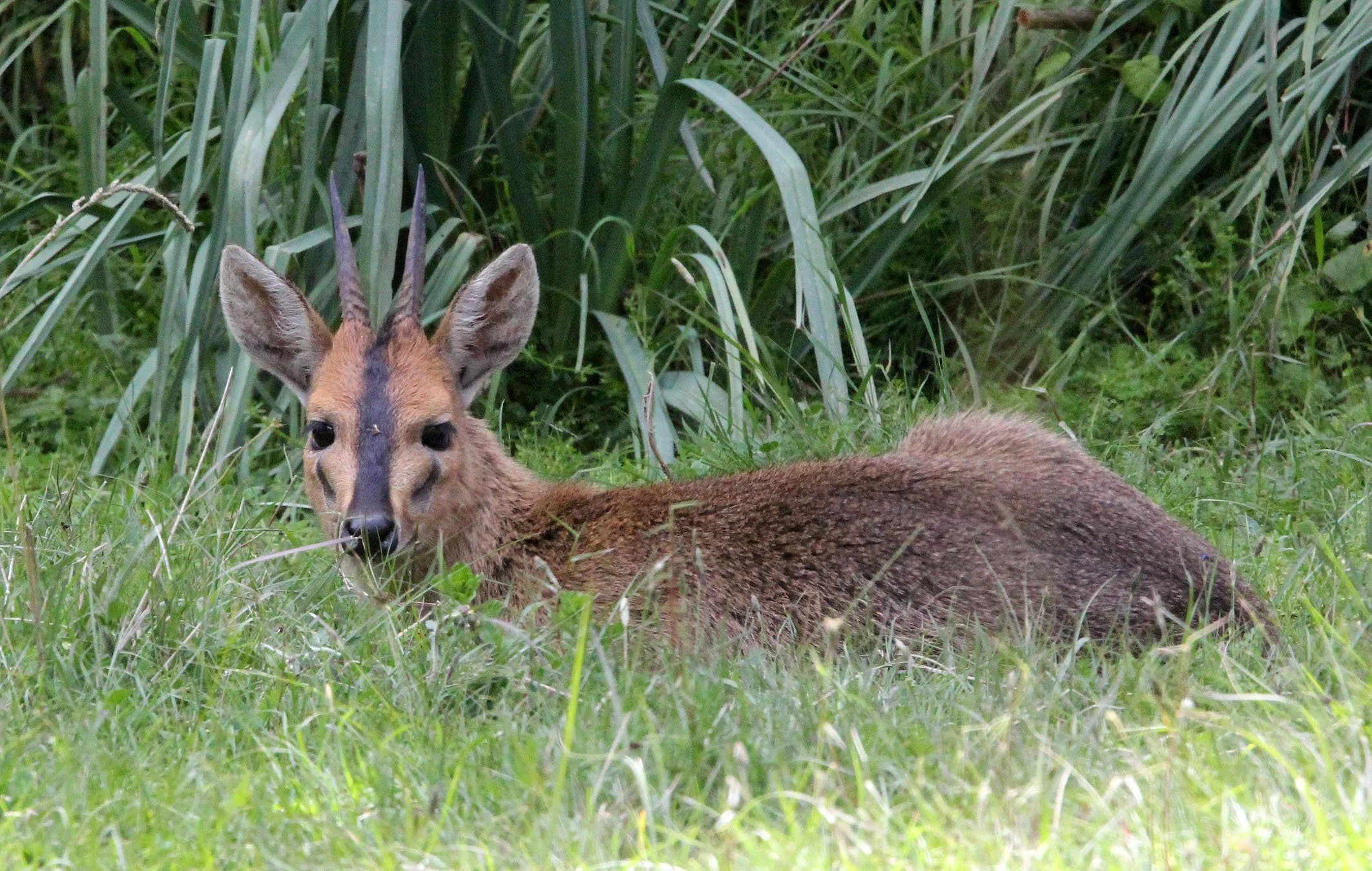 DUIKER - ETHIOPIAN RED DUIKER - Sylvicapra grimmia abyssinica - BALE MOUNTAINS NATIONAL PARK ETHIOPIA (21).JPG