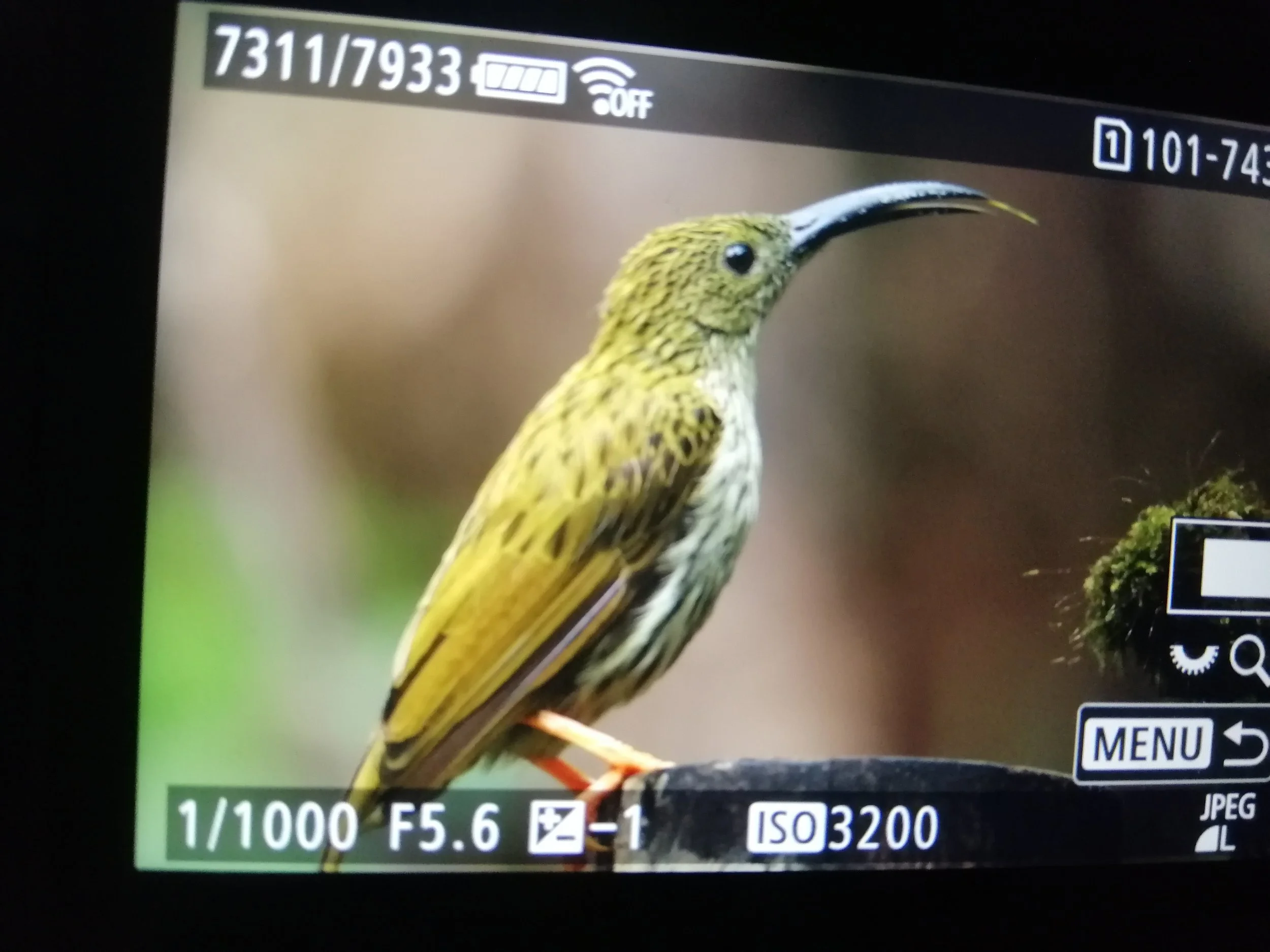 2021 Doi Inthanon Winter Birding Trip with Jan and Ben and Crew (7).jpg