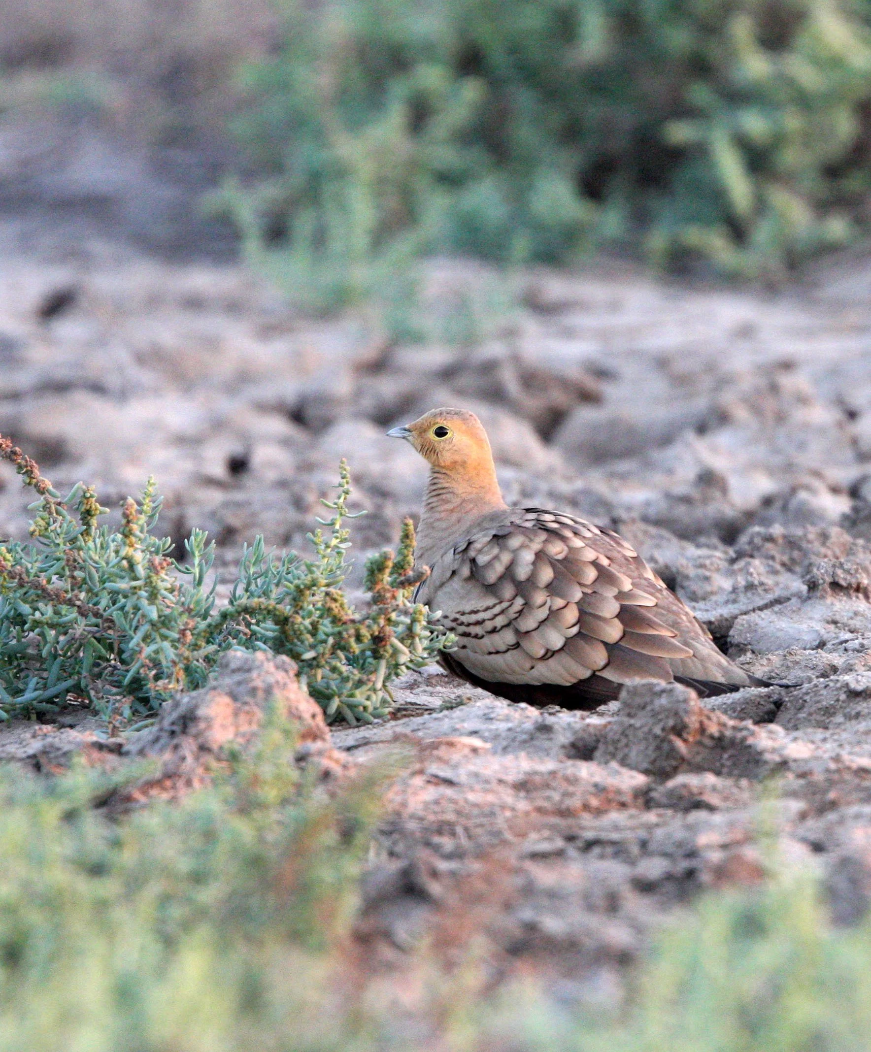 Chestnut-bellied Sandgrouse (Pterocles exustus) Little Rann of Kutch India (10).JPG