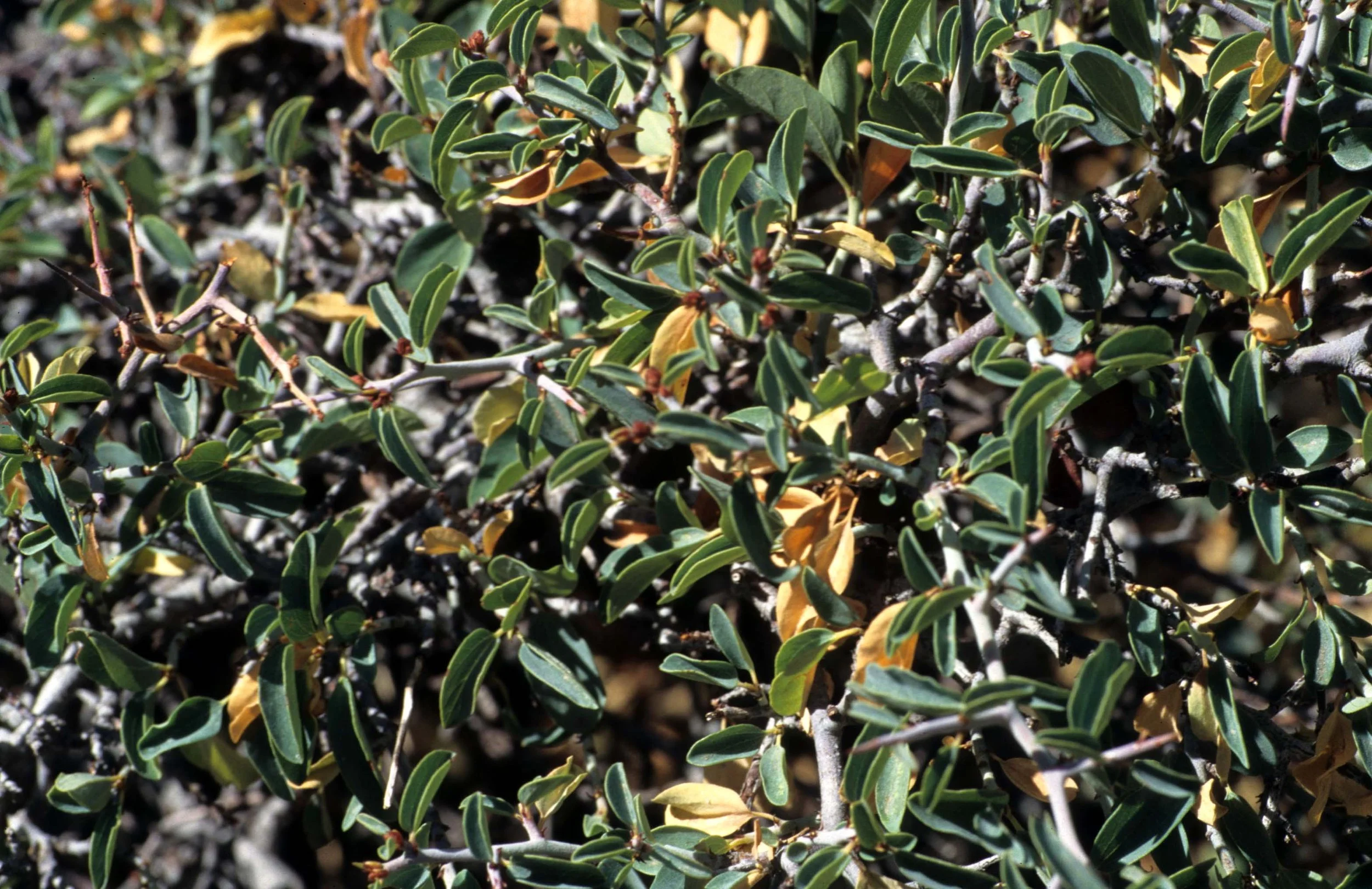 CALIFORNIA - SIERRA - PLANT SPECIES A (8).jpg