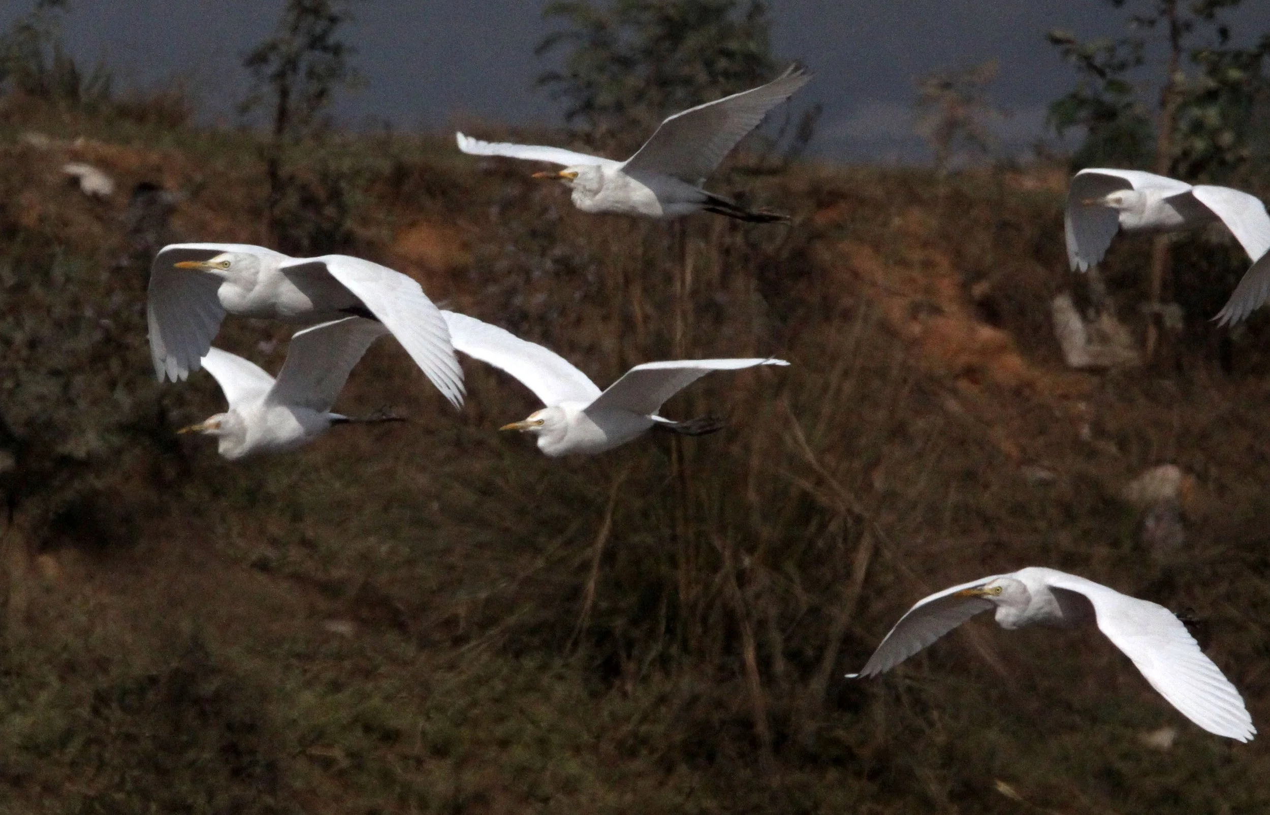 EGRET - CATTLE EGRET (EASTERN) - Bubulcus coromandus - GUWAHATI DUMP ASSAM INDIA (20).JPG
