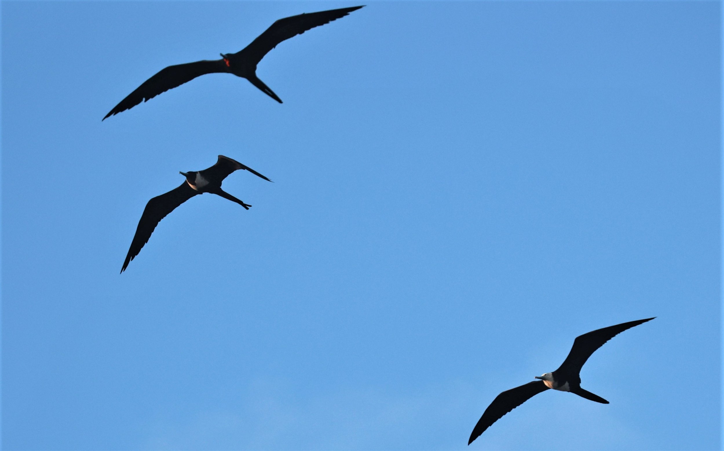Birds of Rio de Janeiro — Coke Smith Wildlife