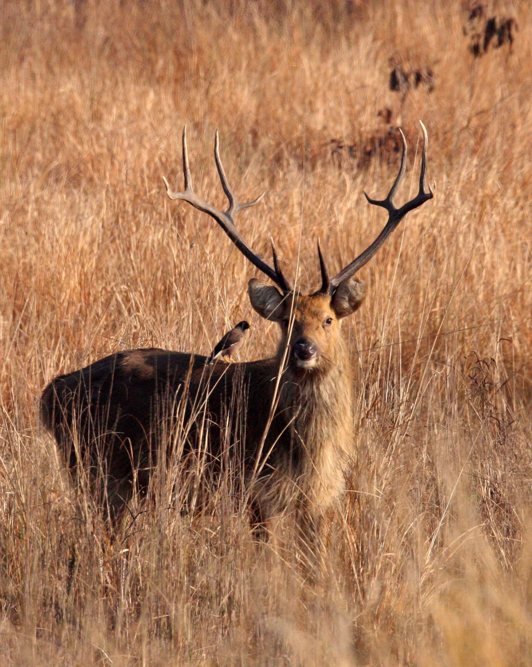 Rucervus duvaucelii branderi - BARASINGHA  or SOUTHERN SWAMP DEER - HARD TERRAIN SUBSPECIES - KANHA NATIONAL PARK INDIA (40).JPG