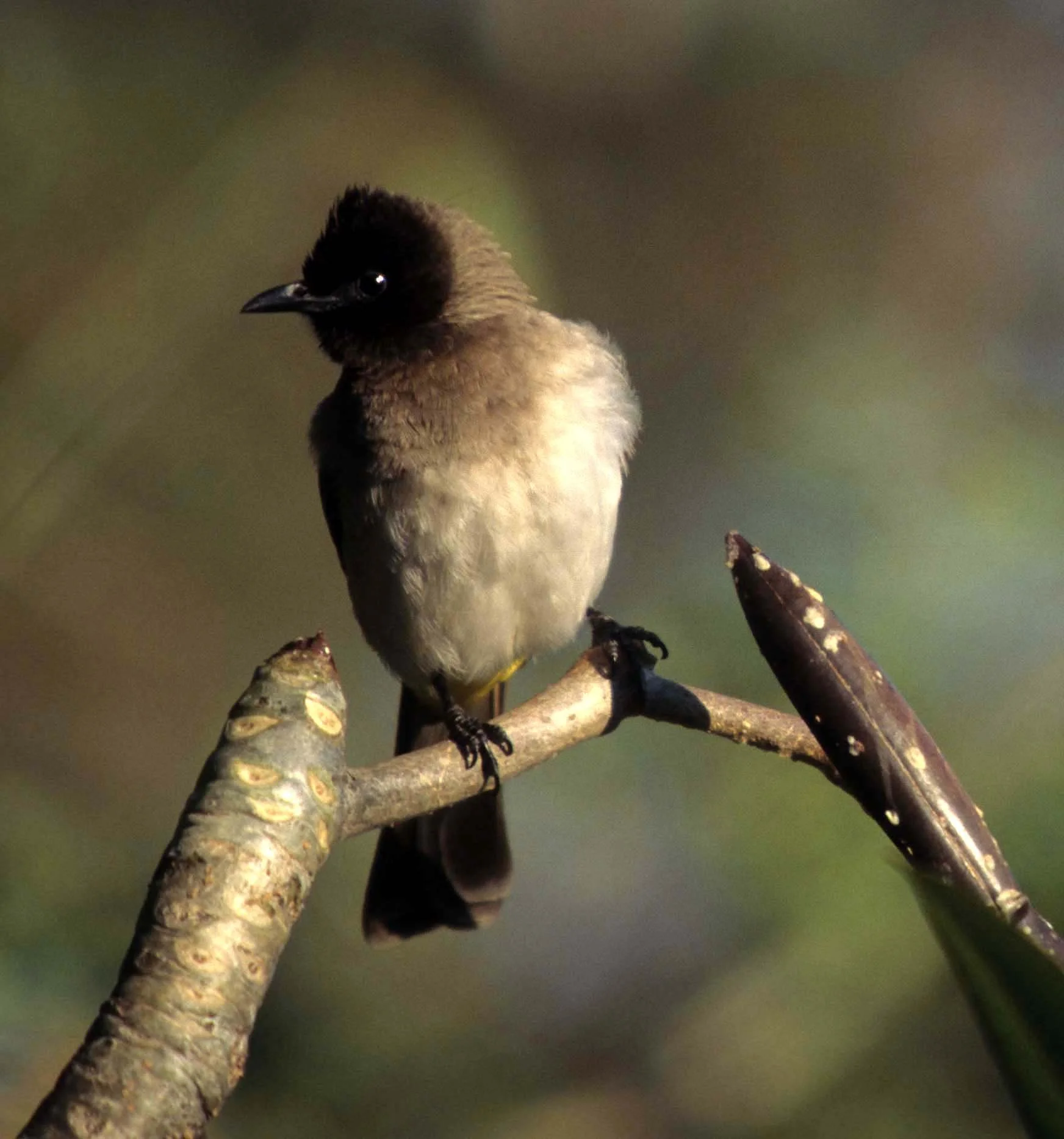 BULBUL - BLACK-EYED OR DARK-CAPPED BULBUL - Pycnonotus tricolor - KRUGER NP SCANNED SLIDES (3).jpg