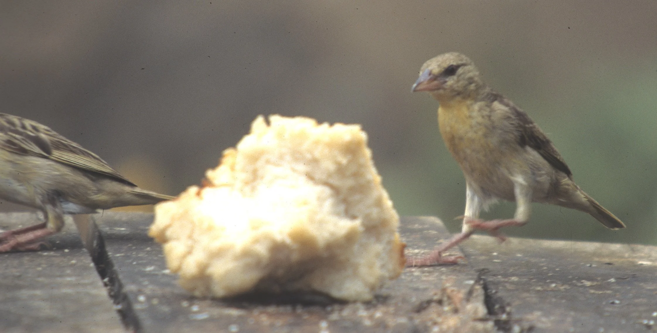 BIRDS - WARBLER - AFRICAN YELLOW - UGANDA.jpg