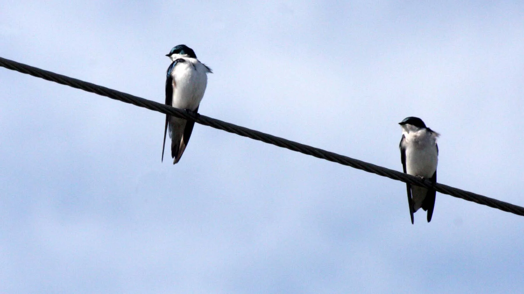 Tree Swallow (Tachycineta bicolor) Sequim Dungeness Three Crabs area (2).JPG