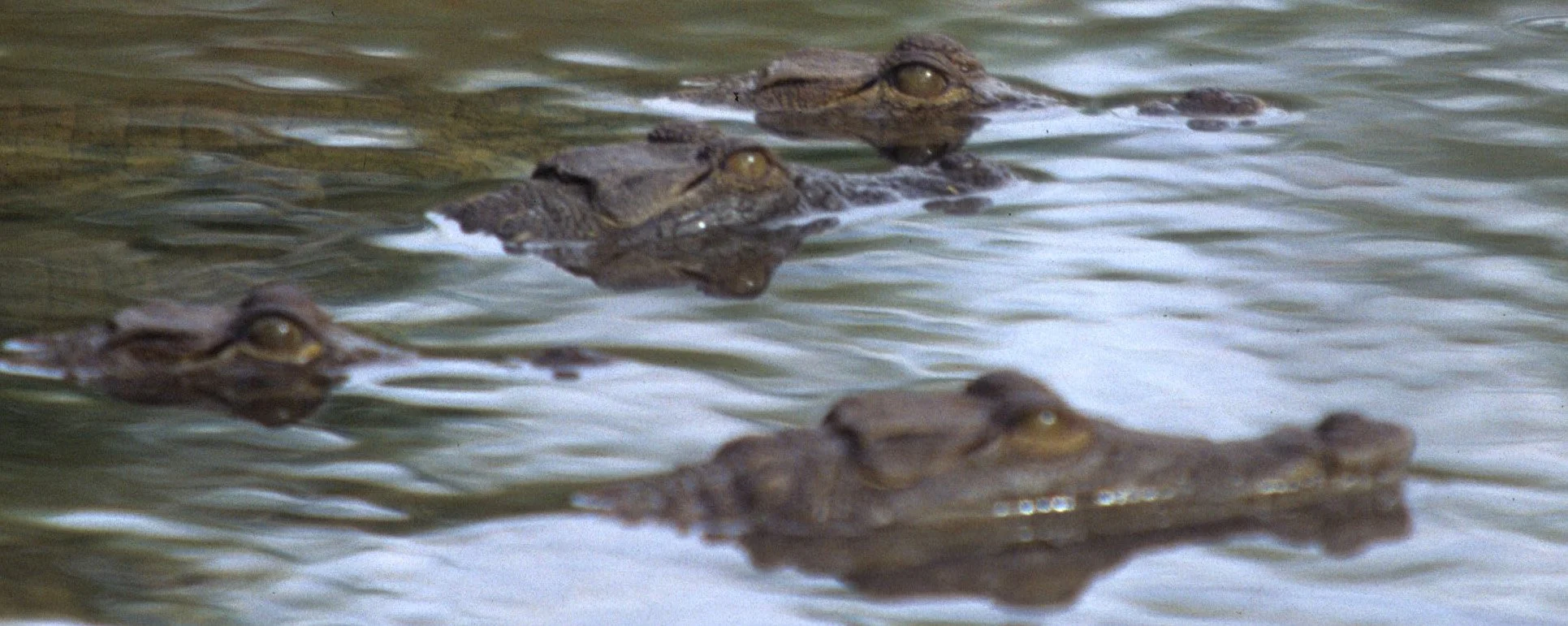 REPTILE- NILE CROC - UGANDA D.jpg