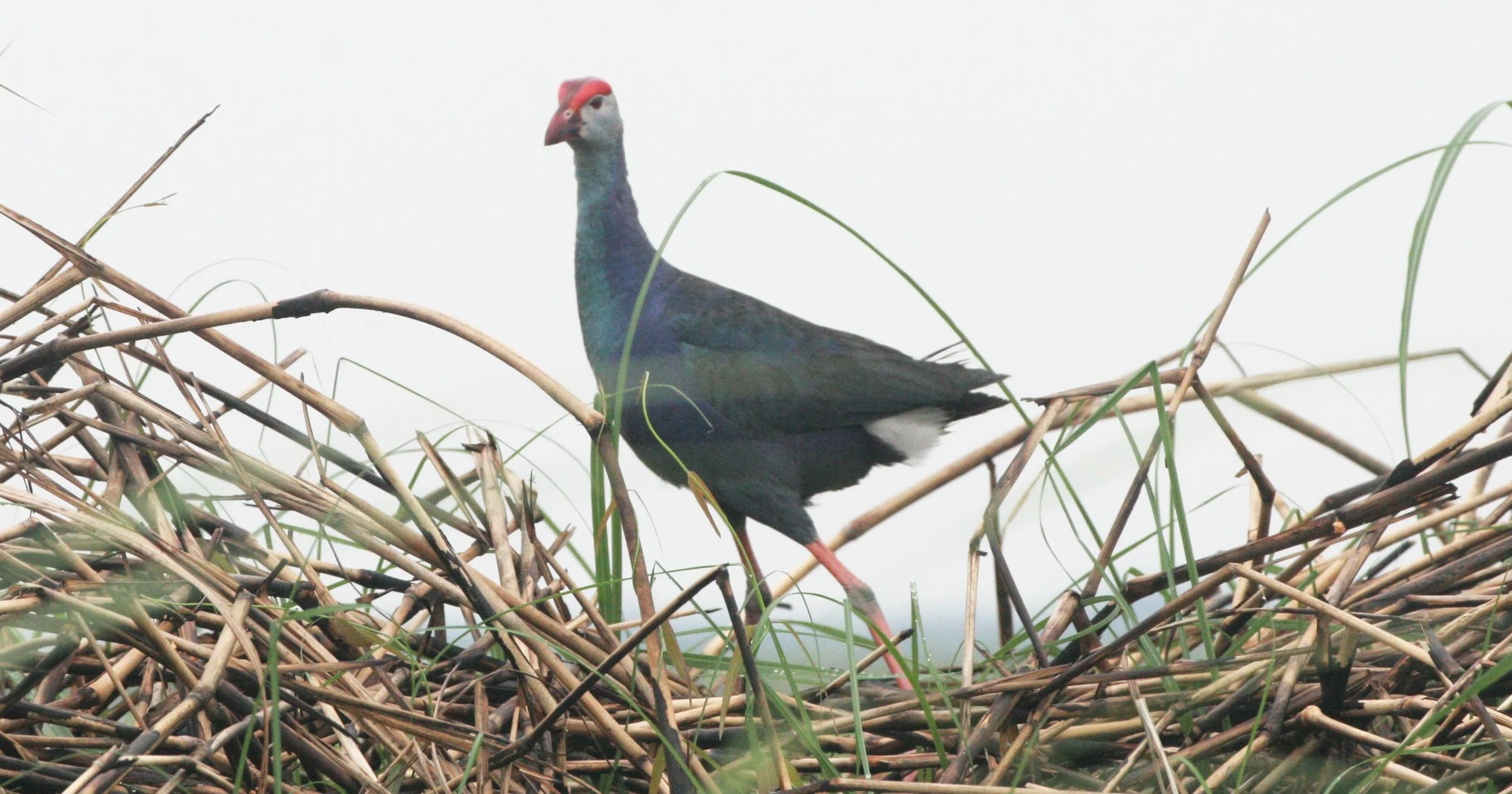 Purple Swamphen (Porphyrio porphyrio) Bueng Boraphet Wetlands Thailand (17).JPG