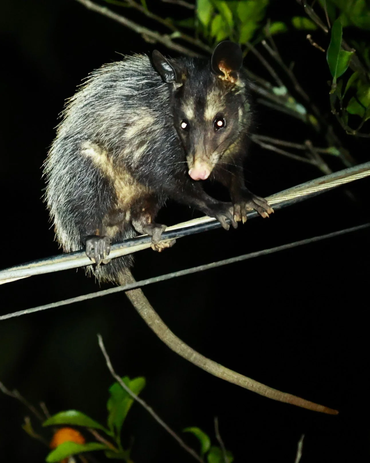 Order Marsupalia - New World Marsupials — Coke Smith Wildlife