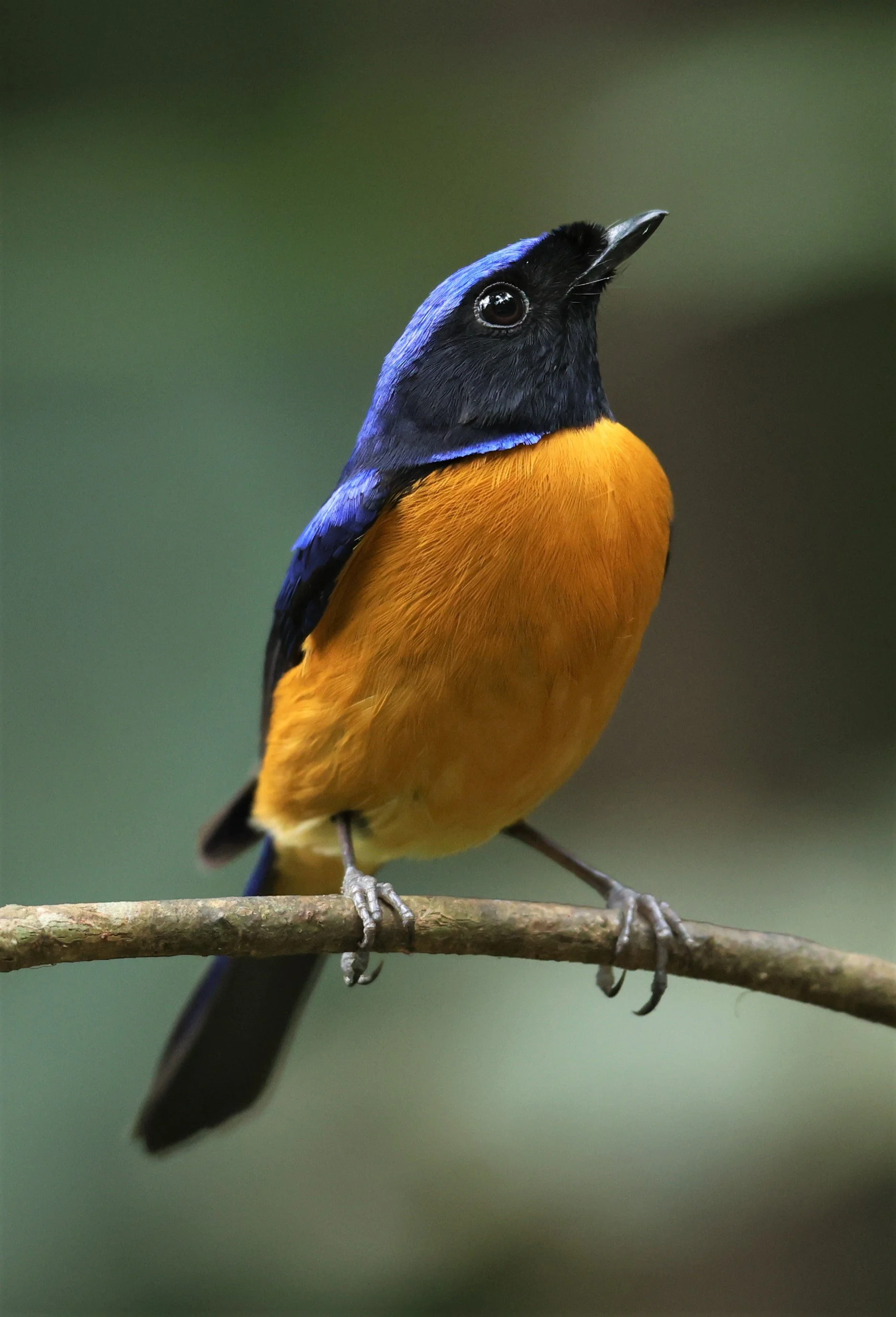 NILTAVA - RUFOUS-BELLIED NILTAVA - Niltava sundar - DOI INTHANON NP CHIANG MAI, DEC 2021 (9).JPG
