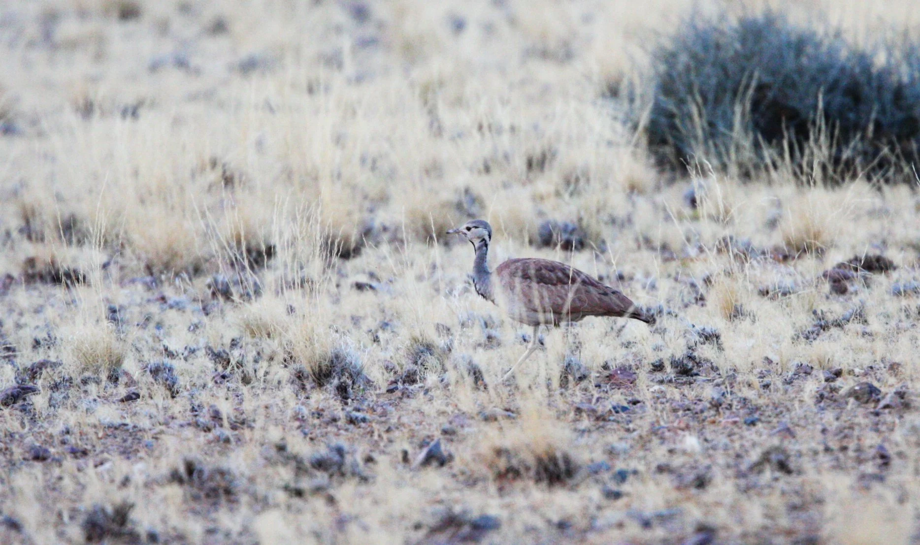 Ruppell's Korhaan (Eupodotis reupellii) Sossusvlei Namib Naukluft NP, Namibia (1).JPG