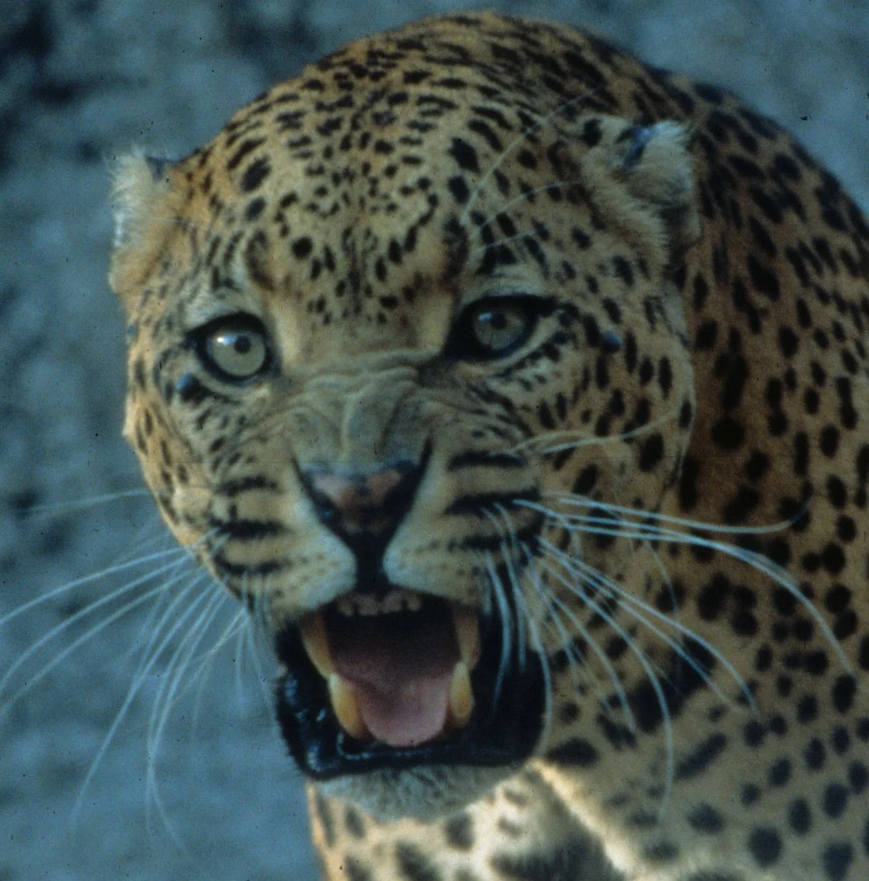 FELID - LEOPARD - ZIMBABWE (10).jpg