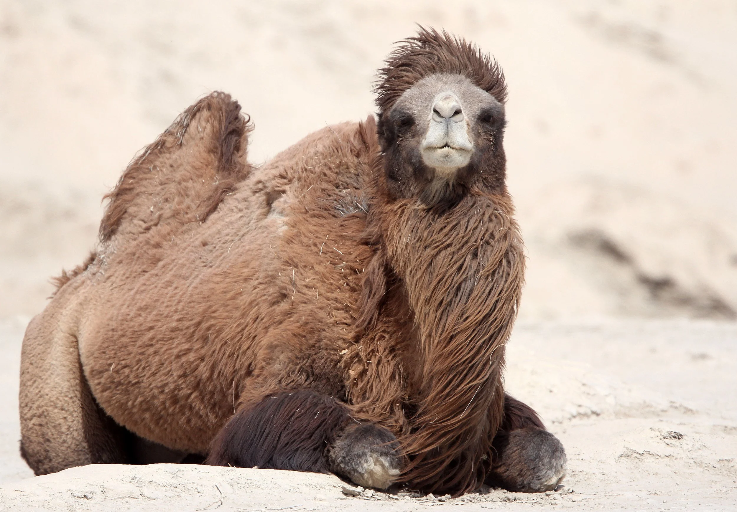 Camelus bactrianus - BACTRIAN CAMEL - LOP NUR WILD BACTRIAN CAMEL RESERVE - XINJIANG CHINA (41).JPG
