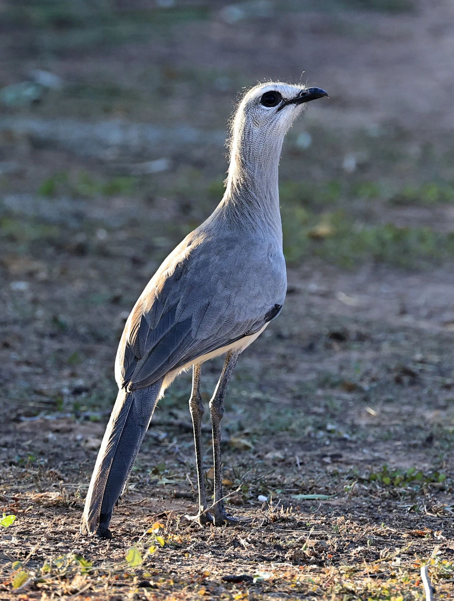 Black-legged Seriema (Chunga burmeisteri) Parque Nacional Teniente Agripino Enciso (11).jpg