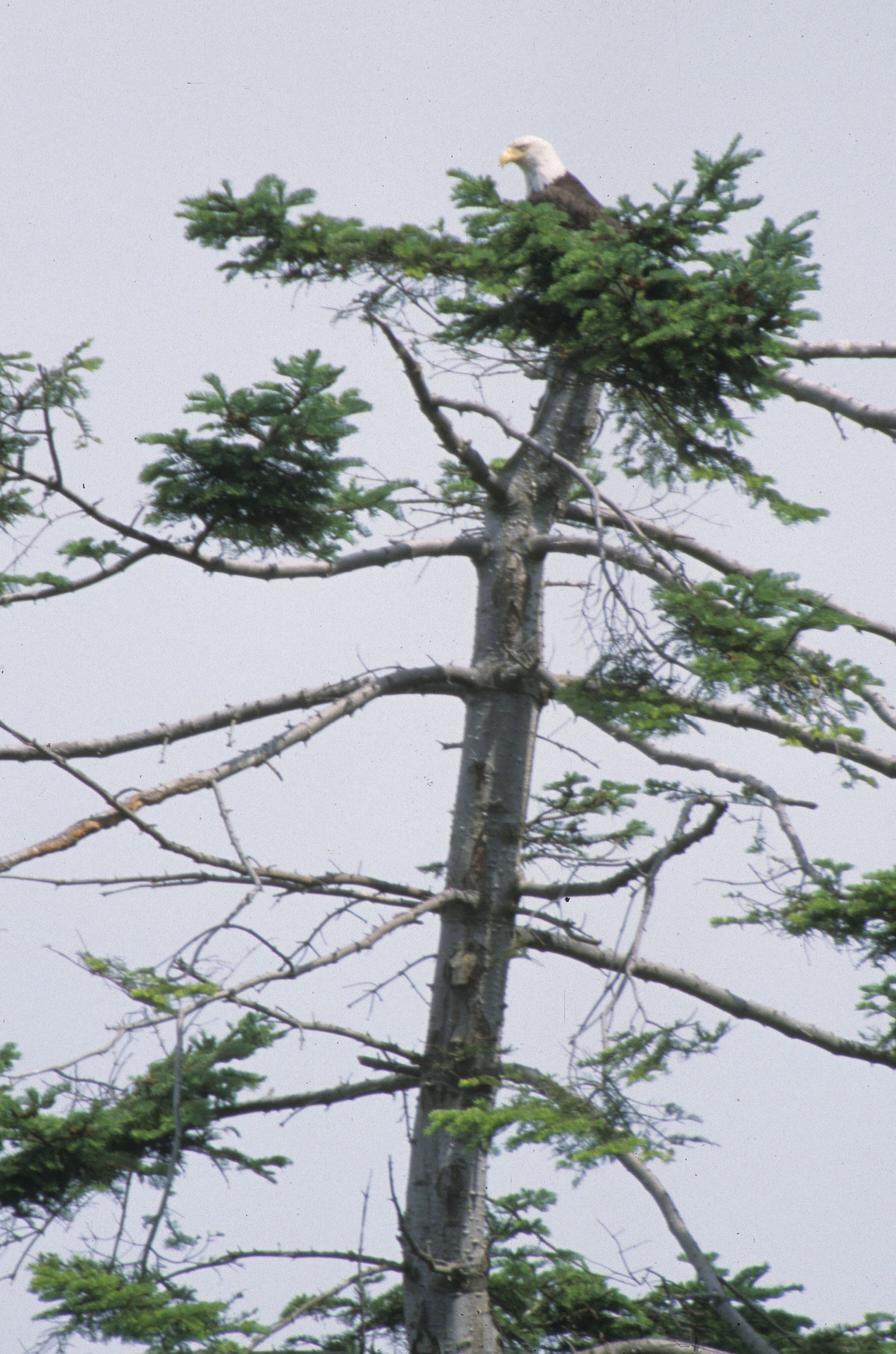 BIRD - EAGLE - BALD - LAKE FARM J.jpg