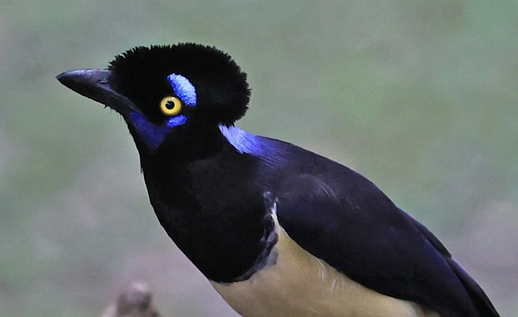 Plush-crested Jay (Cyanocorax chrysops) El Palmar National Park, Entre Rios, Argentina (48).jpg