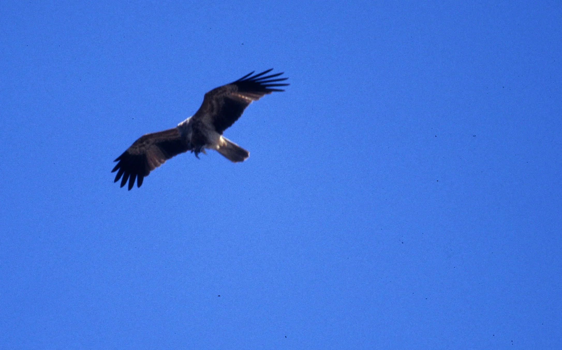 BIRD - KITE - WHISTLING KITE - DAINTREE RAINFOREST.jpg
