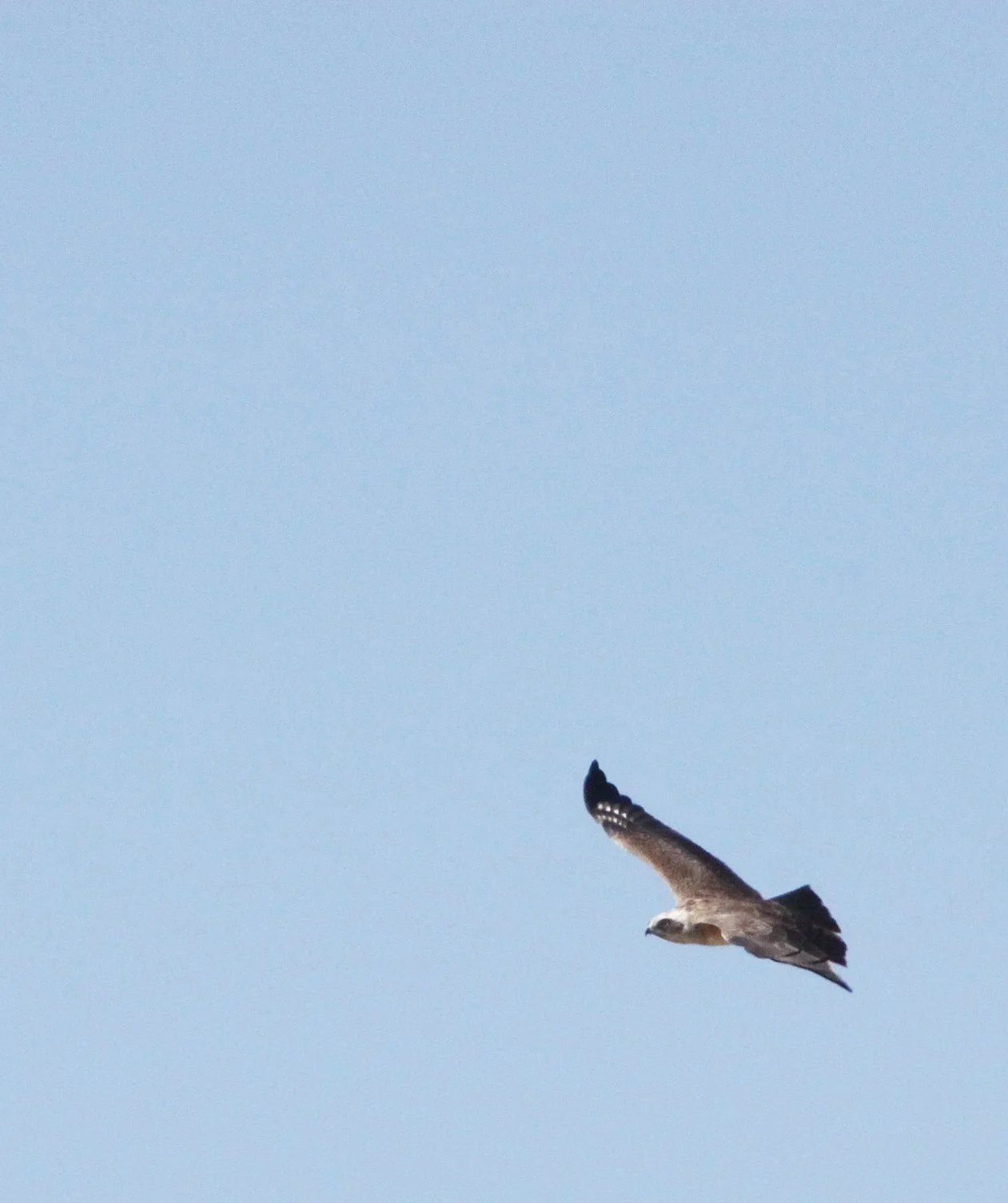 Circus aeruginosus - WESTERN MARSH-HARRIER - CHOBE NATIONAL PARK BOTSWANA (1).JPG