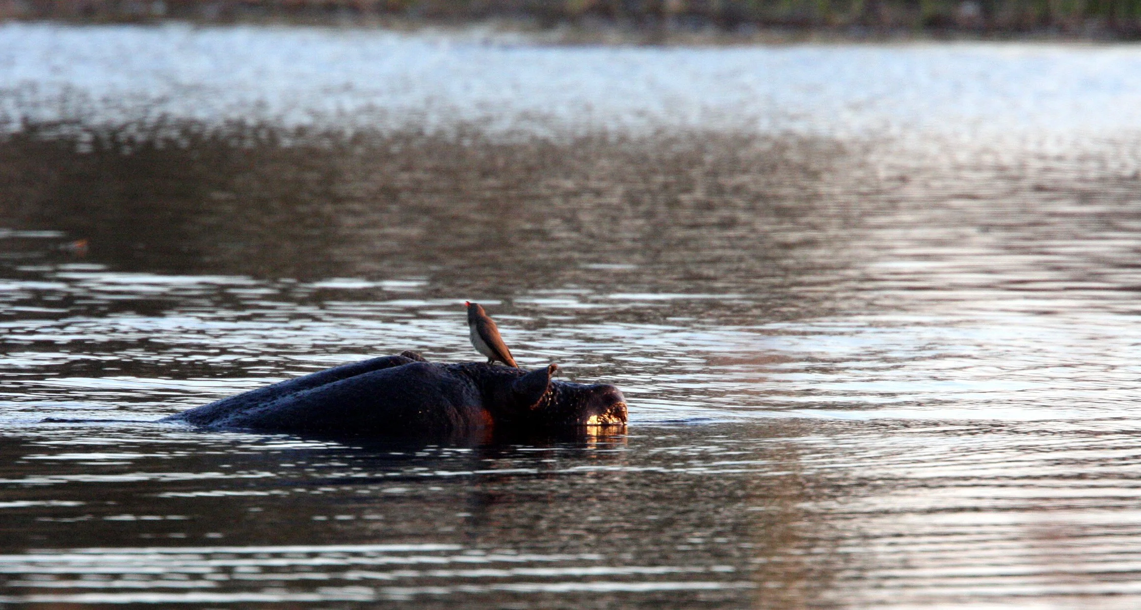 BIRD - OXPECKER - RED-BILLED OXPECKER - KHWAI CAMP OKAVANGO BOTSWANA.JPG