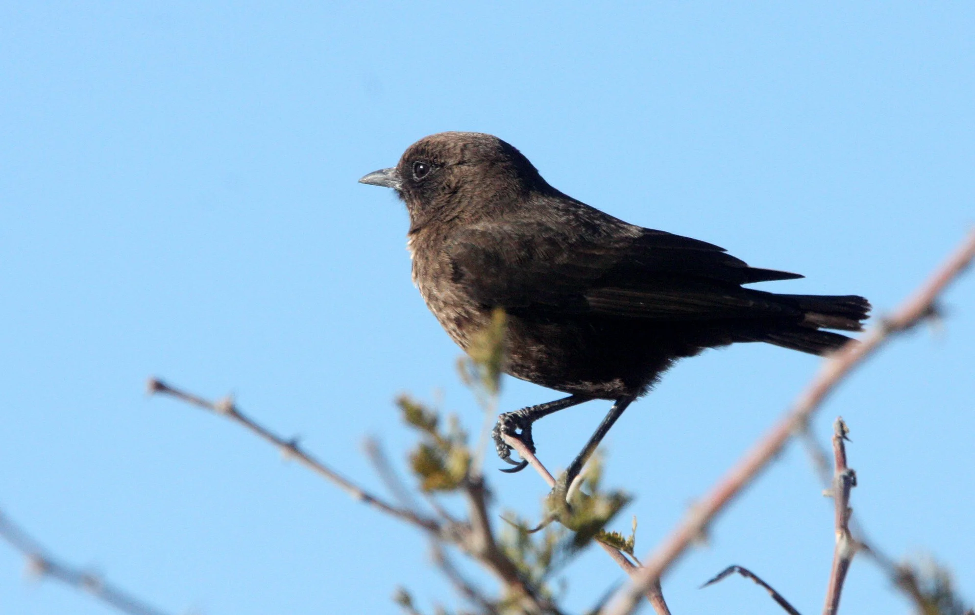 BIRD - CHAT - SOTHERN ANTEATING CHAT - MYRMECOCICHLA FORMICIVORA - ETOSHA NATIONAL PARK NAMIBIA.JPG