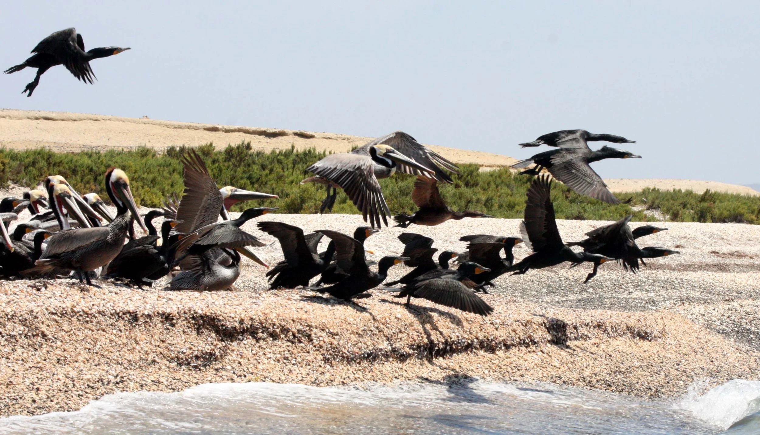 Nannopterum auritum - Double-crested Cormorant with Brown Pelican - San Ignacio Lagoon, Baja Mexico (23).JPG