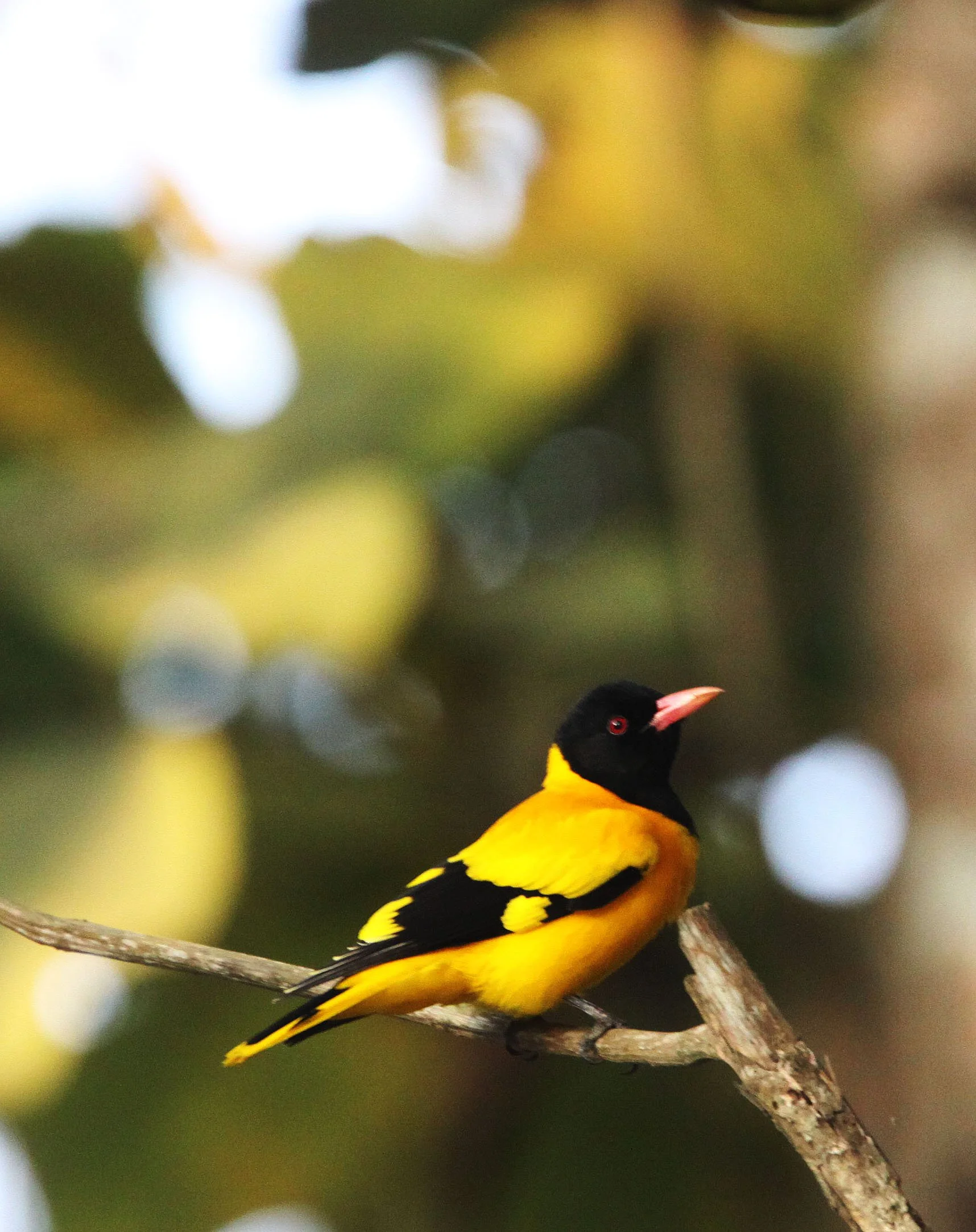 Black-hooded Oriole (Oriolus xanthornus) Kaziranga National Park Assam India (10).JPG