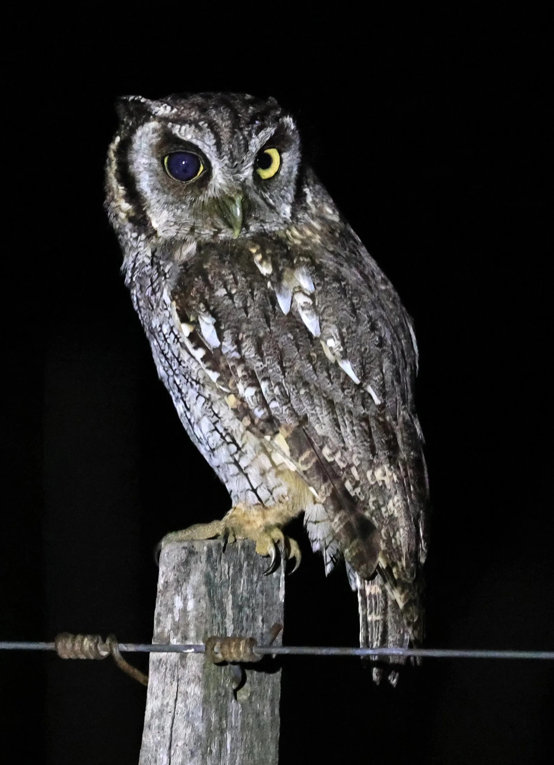 Tropical Screech-Owl (Megascops choliba) Hotel Campestre Iparoma Paraguay (12).jpg