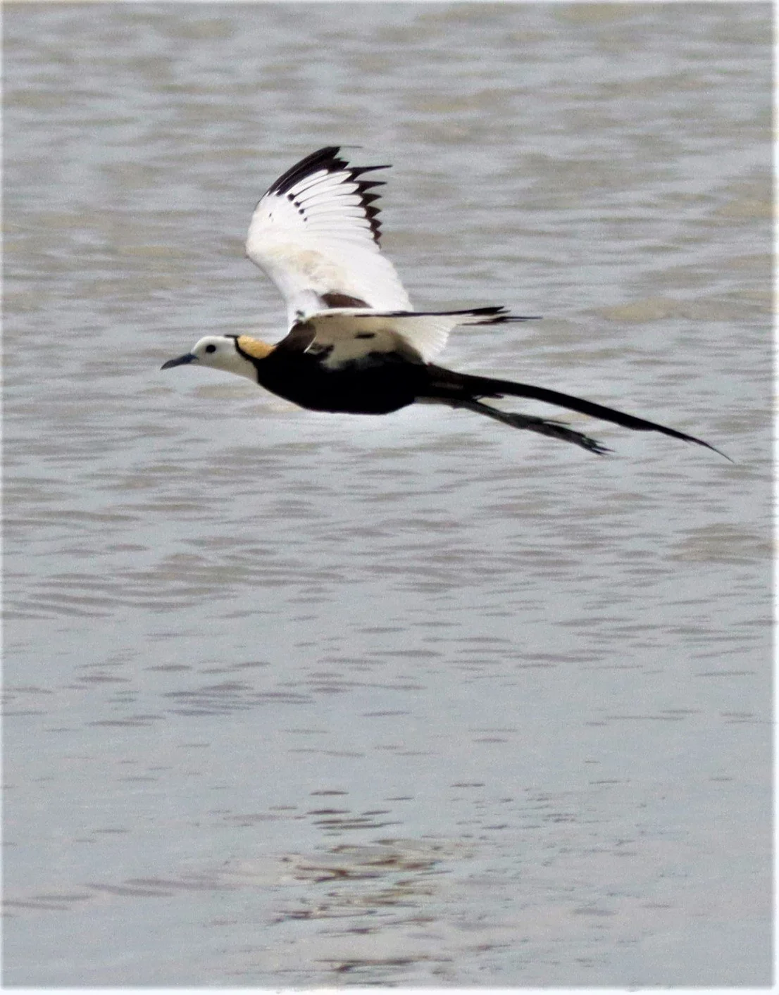 JACANA - PHEASANT-TAILED JACANA - Hydrophasianus chirurgus - BUENG BORAPHET NAKHON SAWAN AUGUST 2021 (82).jpg