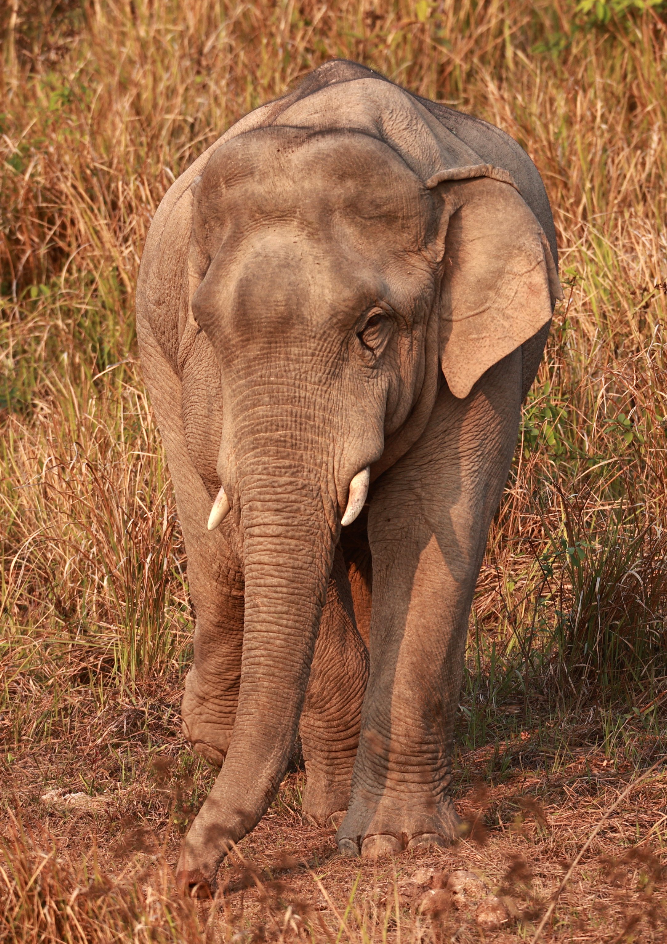 Asian Elephant (Elephas maximus) Khao Yai National Park, Thailand (69).jpg