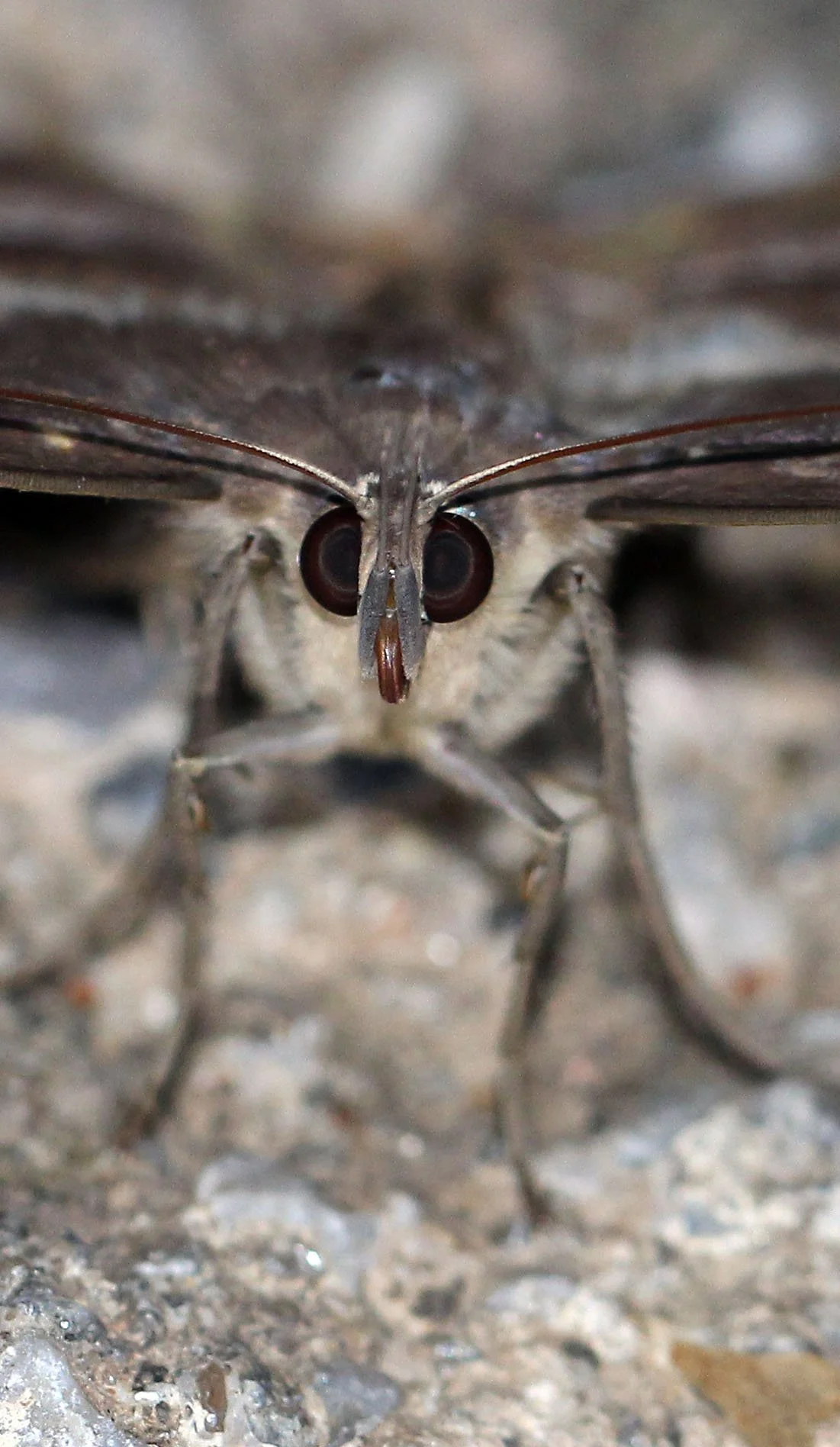Noctuidae - Spirama helicina - Koh Lanta, Thailand