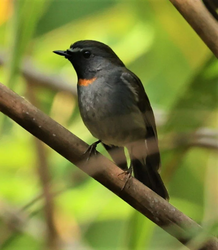 FLYCATCHER - RUFOUS-GORGETED FLYCATCHER - Ficedula strophiata - DOI SAN JU (DOI LANG WEST) FEB 2022 (32).jpg