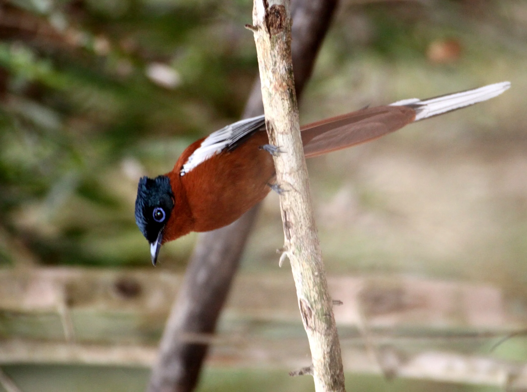 BIRD - FLYCATCHER - MADAGASCAR PARADISE FLYCATCHER - KIRINDY NATIONAL PARK - MADAGASCAR (22).JPG