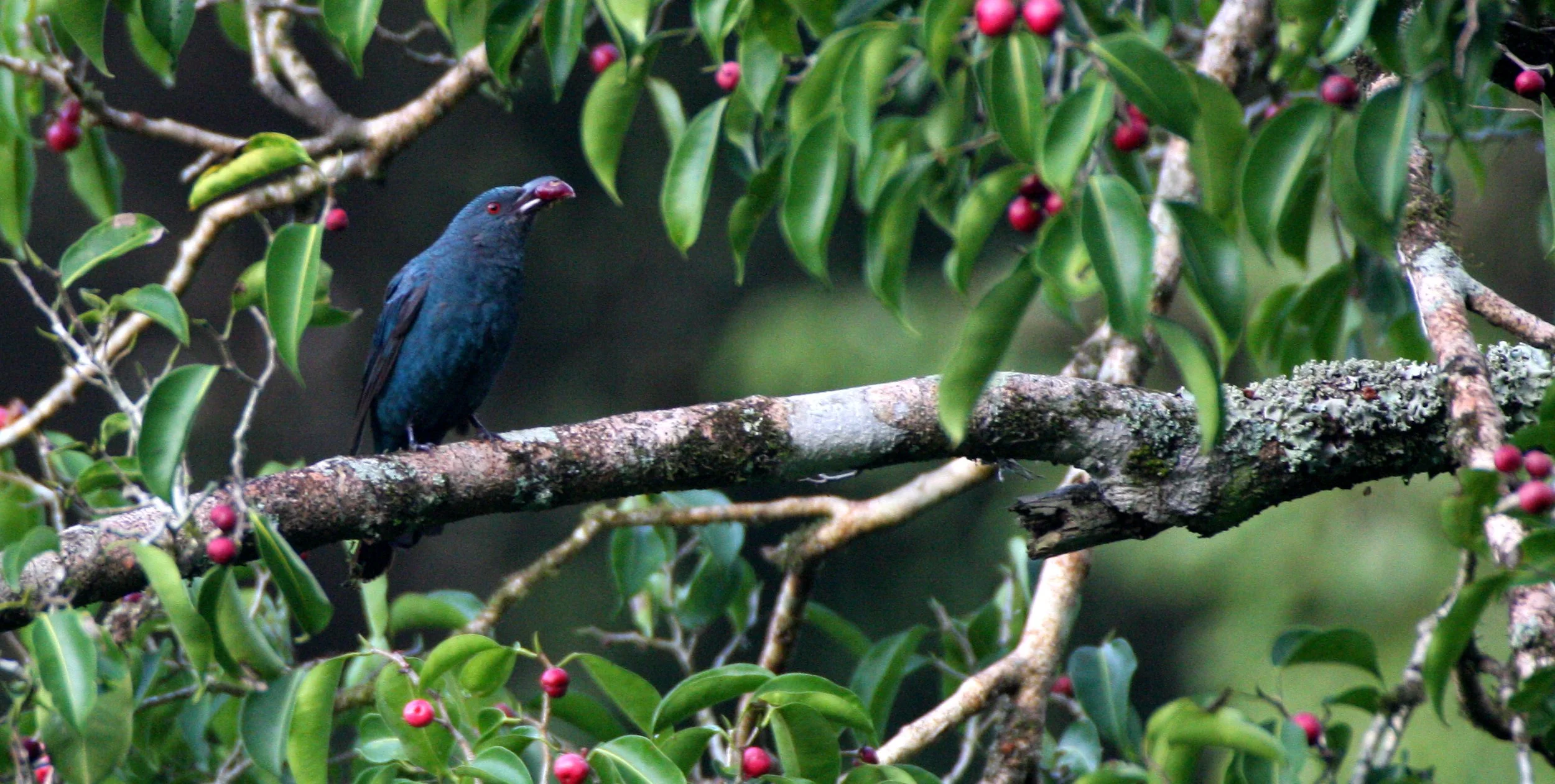 ASIAN FAIRY BLUEBIRD - Irena puella - KAENG KRACHAN NP (3).JPG