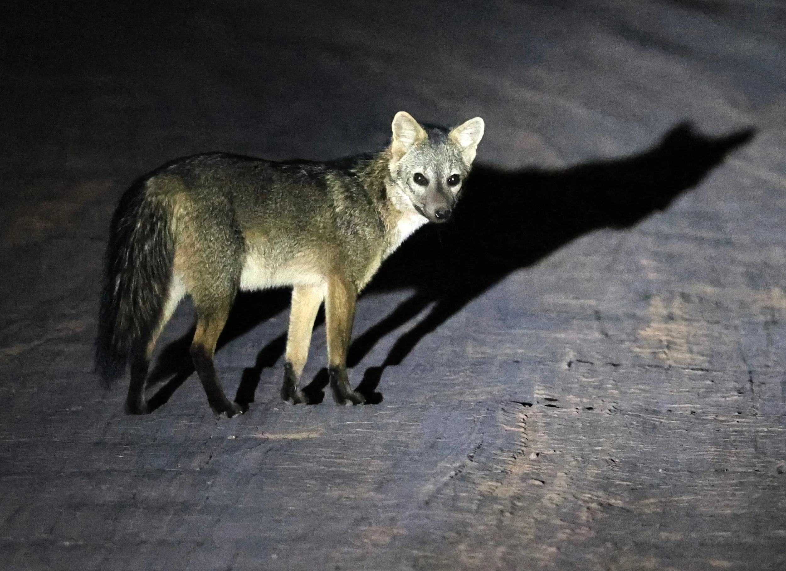 Crab-eating Fox (Cerdocyon thous) Agua Dulce Paraguay (6).jpg