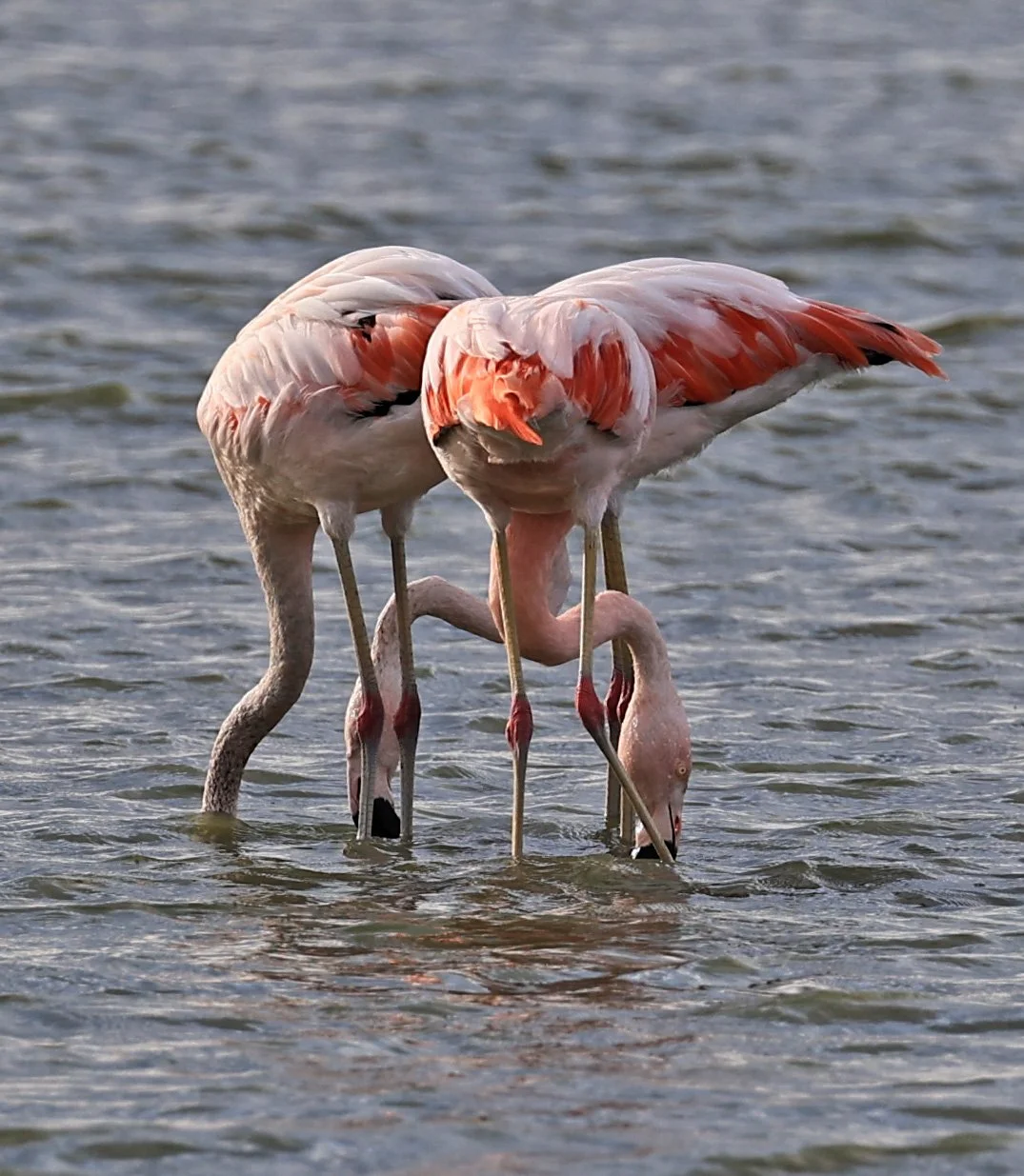 Chilean Flamingo (Phoenicopterus chilensis) Chaco Lodge & Laguna Salada Paraguay (6).jpg