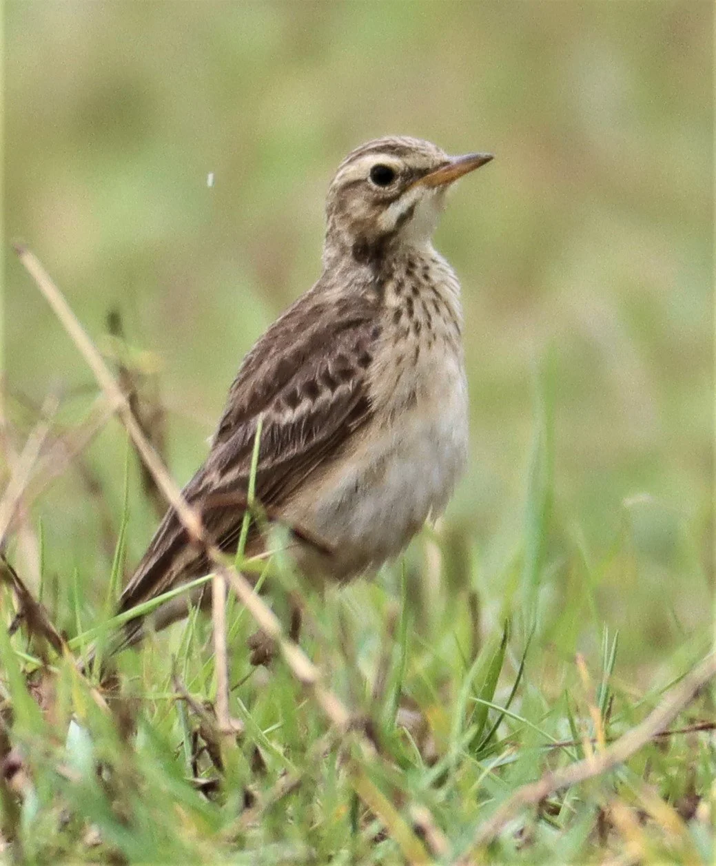 Paddyfield Pipit (Anthus rufulus) KHAO SAM ROI YOD NP (4).jpg