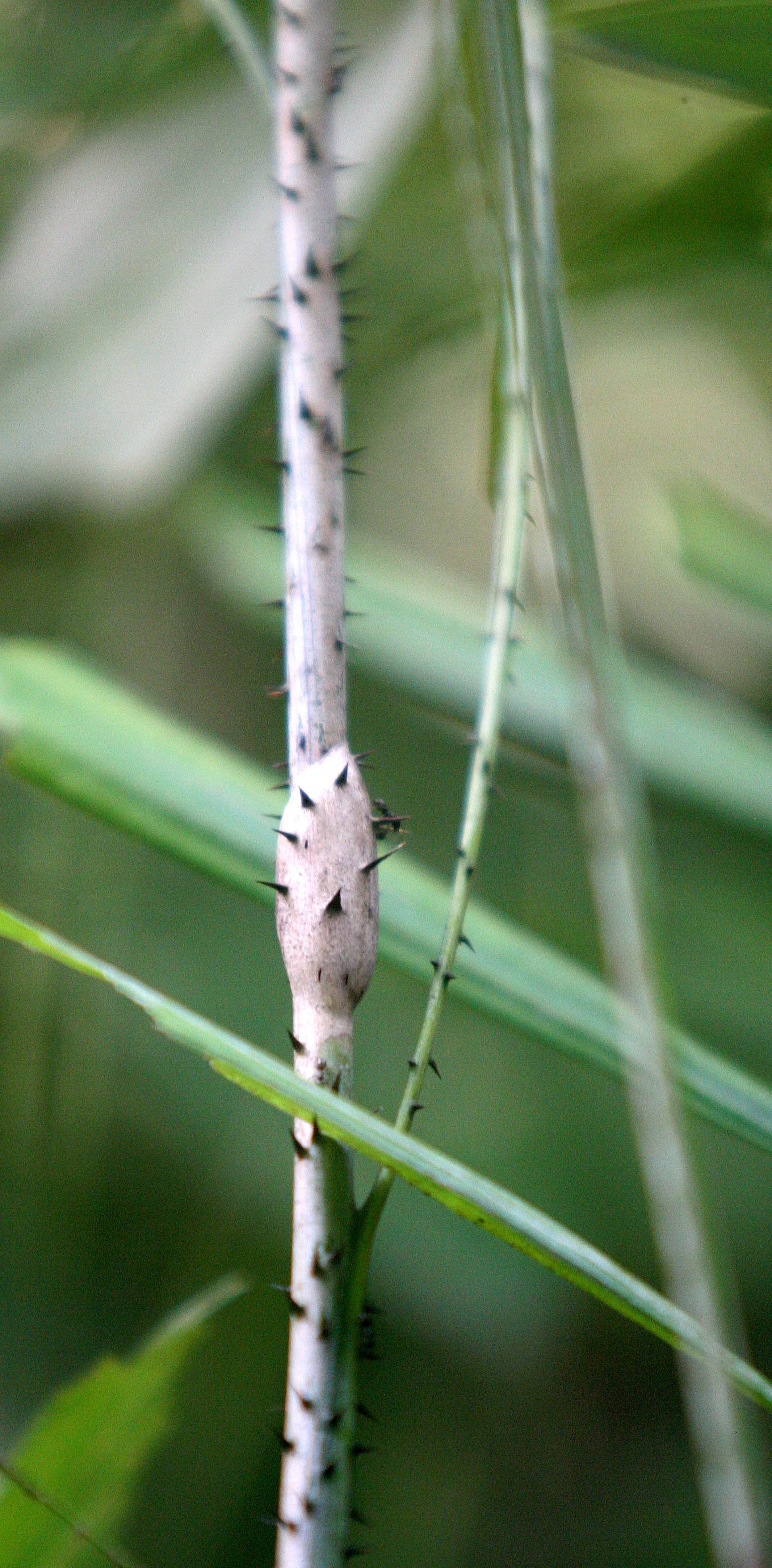 KINABATANGAN RIVER BORNEO - RATTAN ANT RELATIONSHIPS - MUTUALISM (2).JPG
