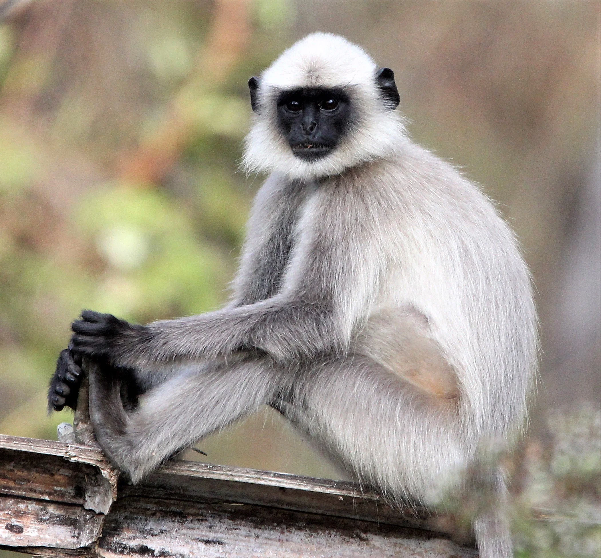 Semnopithecus hypoleucos - Malabar or Black-footed Sacred Langurs