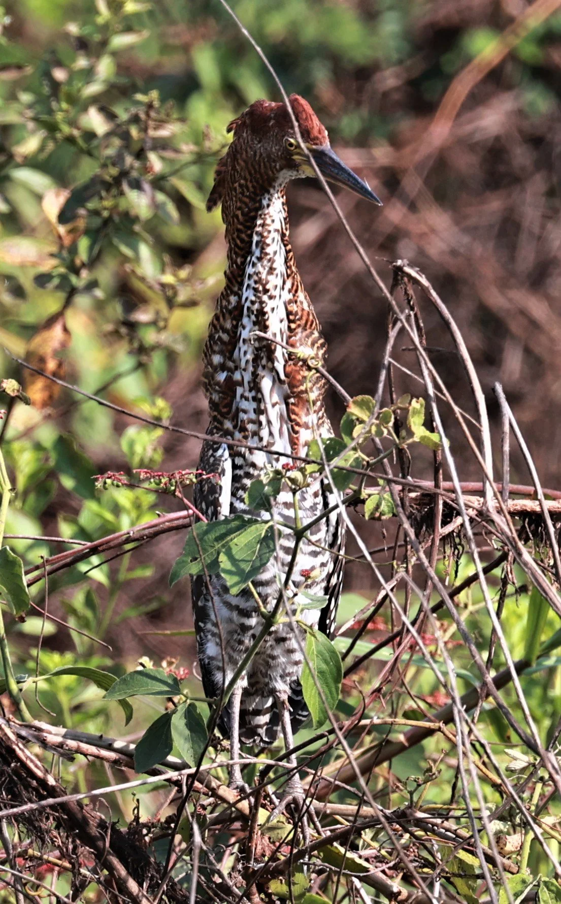 Heron - Rufescent Tiger-Heron - Tigrisoma lineatum - Pantanal, Encontro das Águas State Park, Porto Jofre, Cuiaba River, Brazil (1).JPG