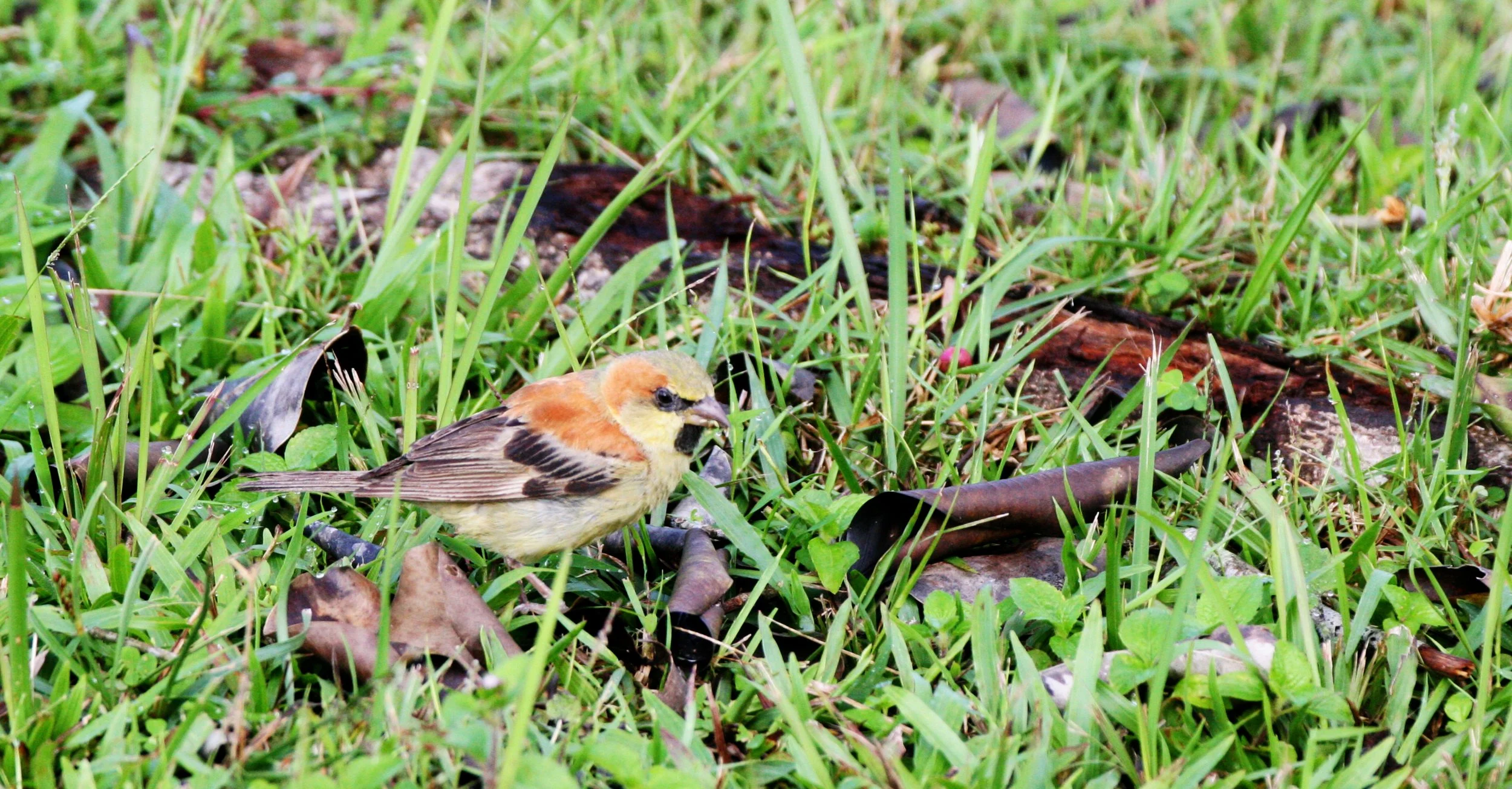 Plain-backed Sparrow (Passer flaveolus) Khao Yai NP Thailand (3).JPG