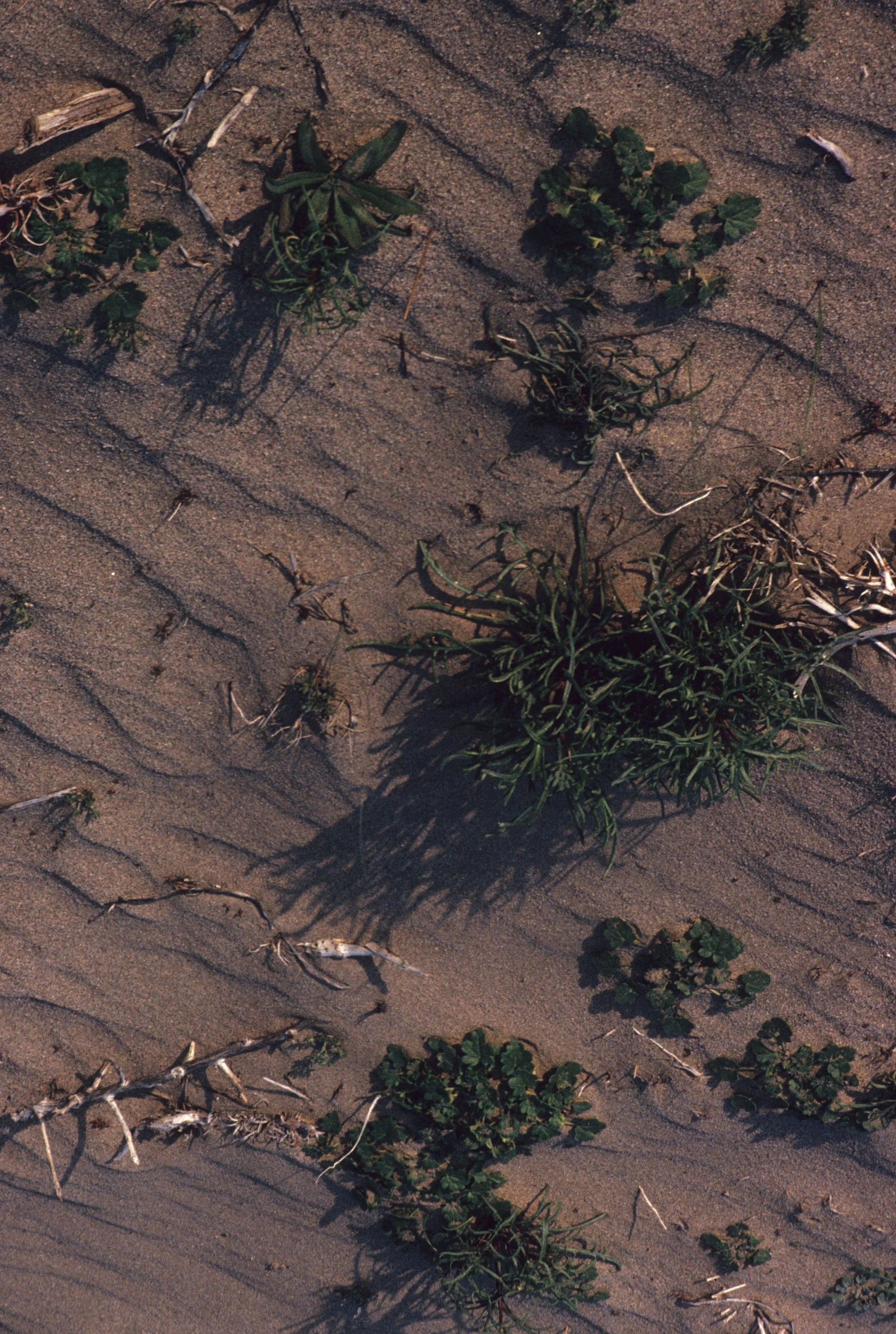ANZA BORREGO - GRASSES (3).jpg