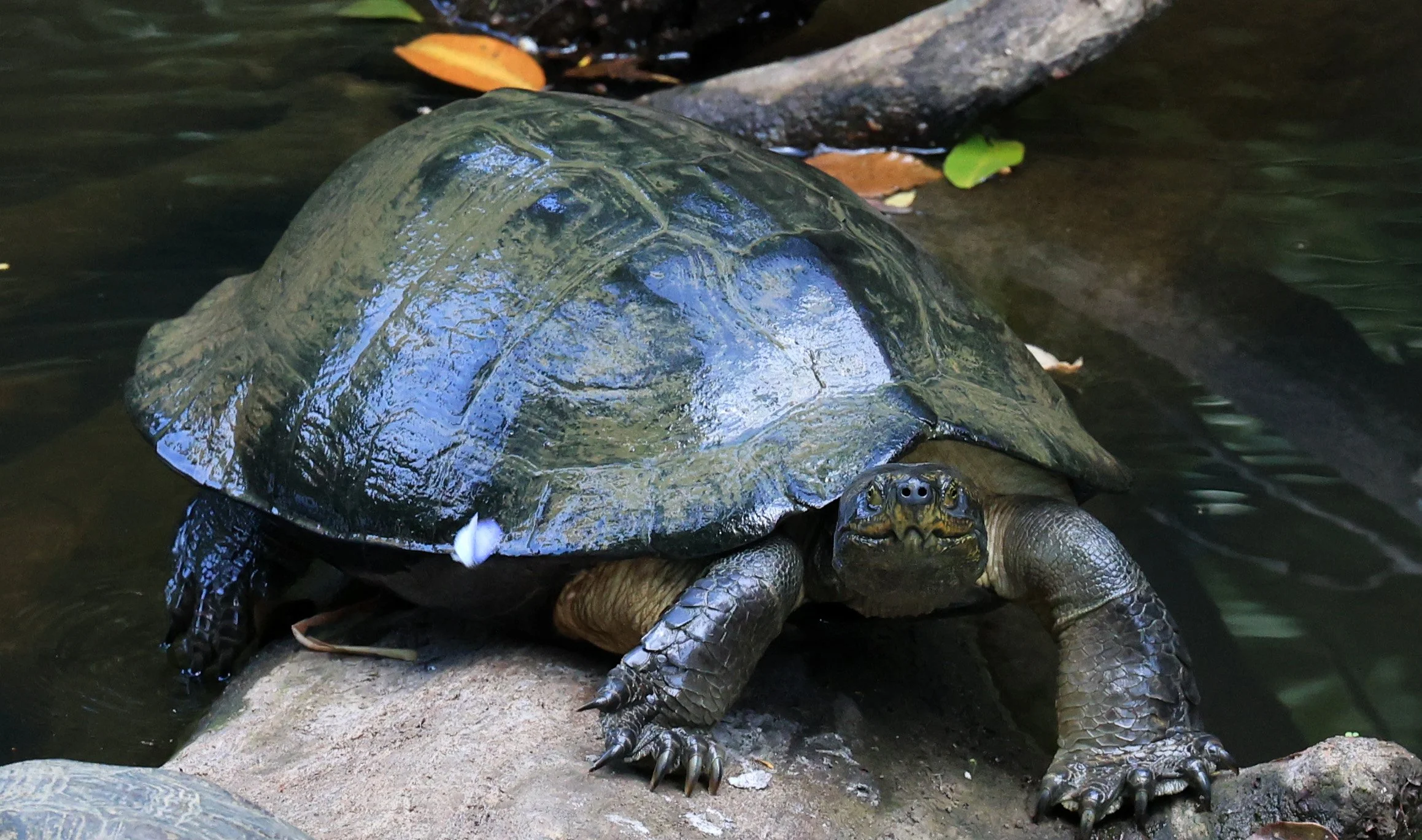 Order Testudines - Turtles & Tortoises — Coke Smith Wildlife