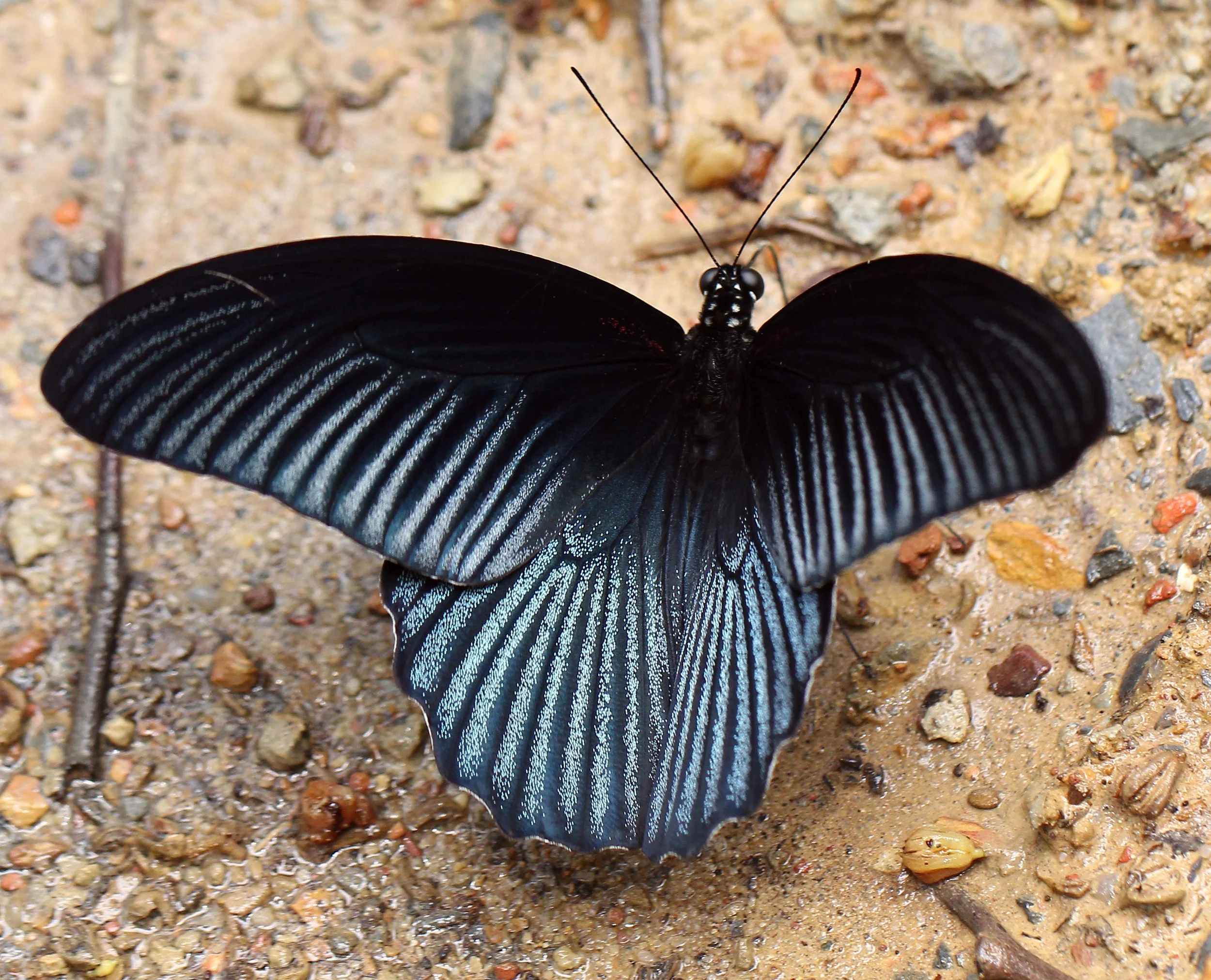 Papilionidae - Papilio memnon - Kaeng Krachan