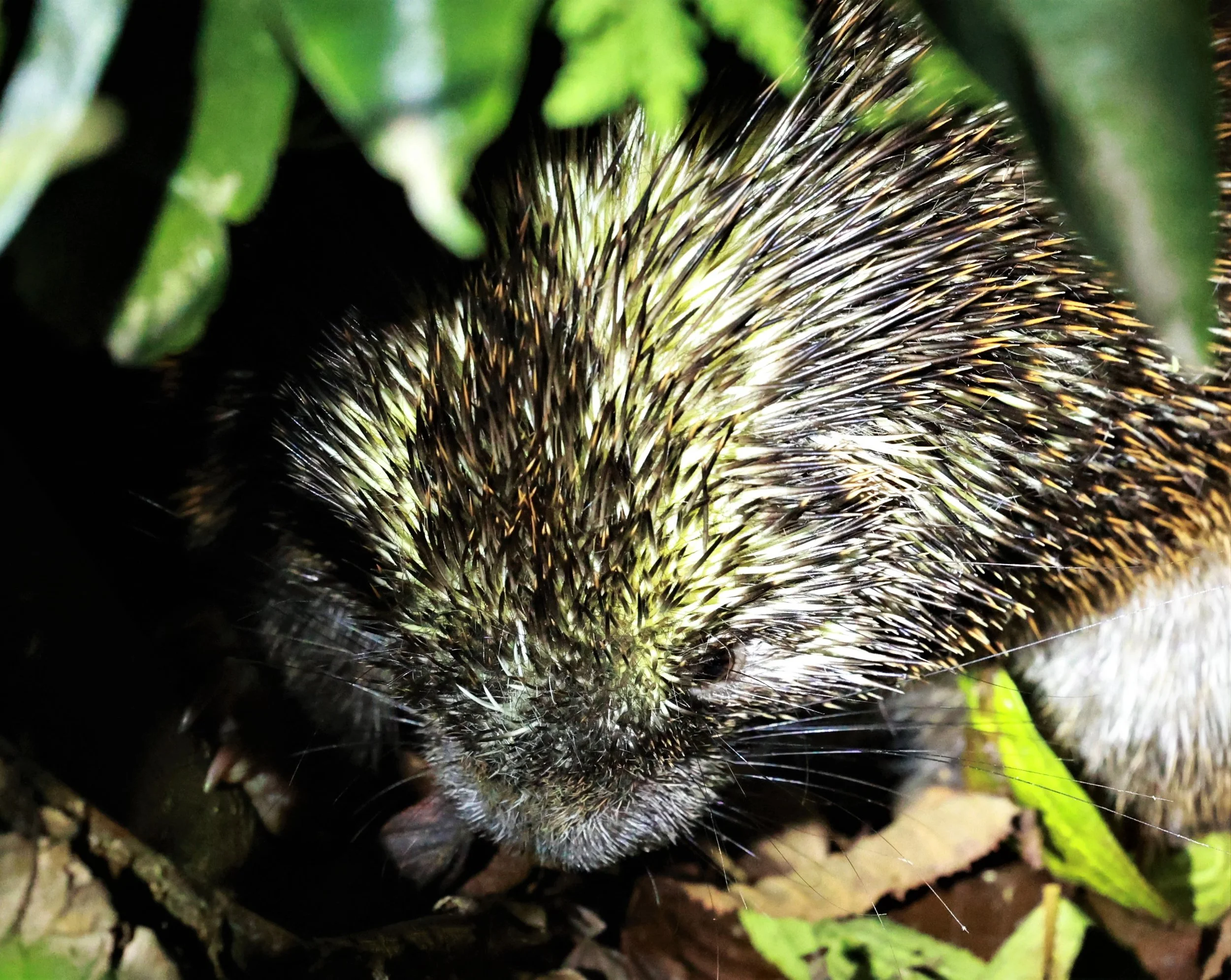 Genus Coendou. South American Porcupines — Coke Smith Wildlife