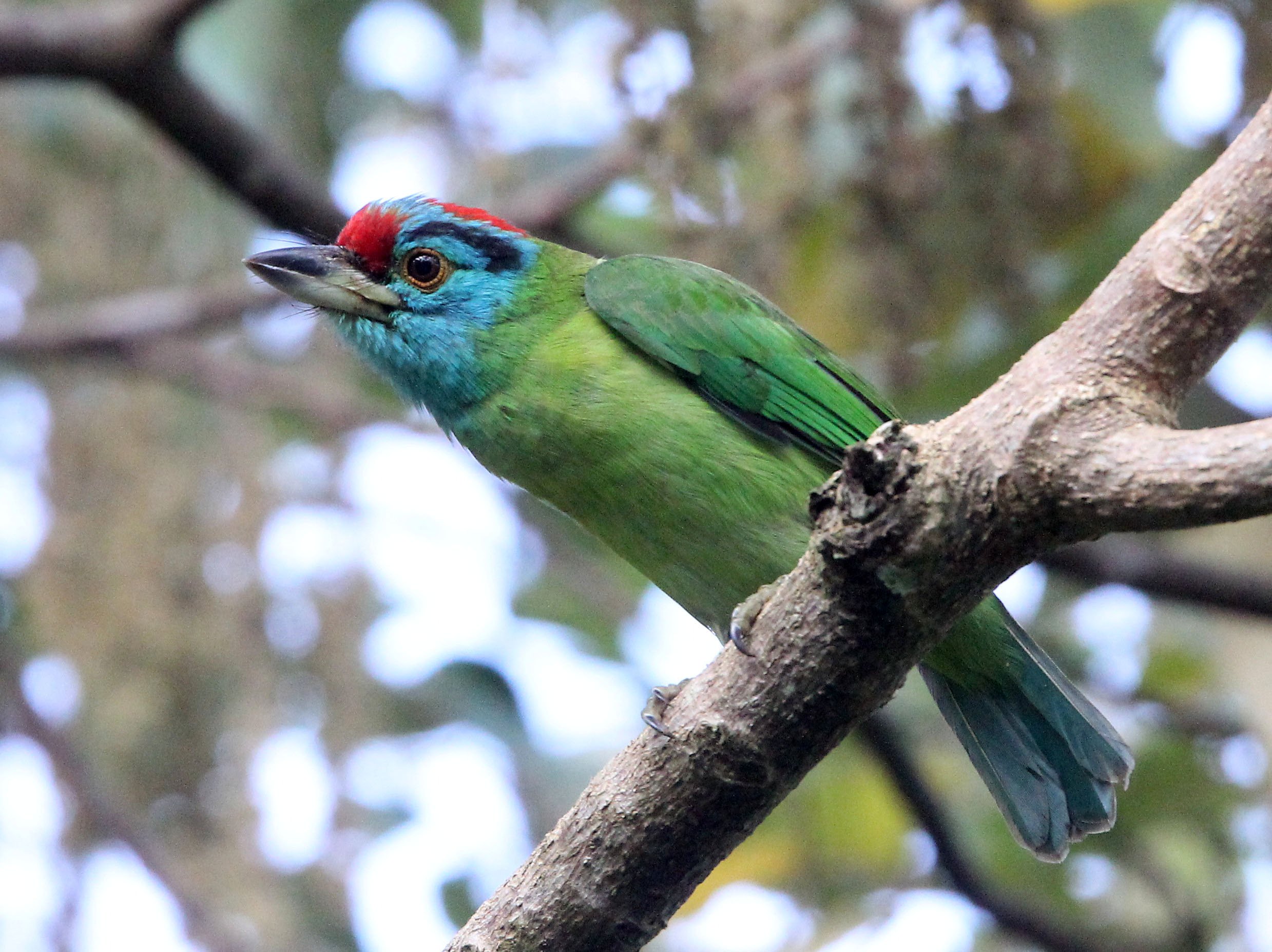 BARBET - BLUE-THROATED BARBET - Megalaima asiatica - KAENG KRACHAN THAILAND (12).JPG